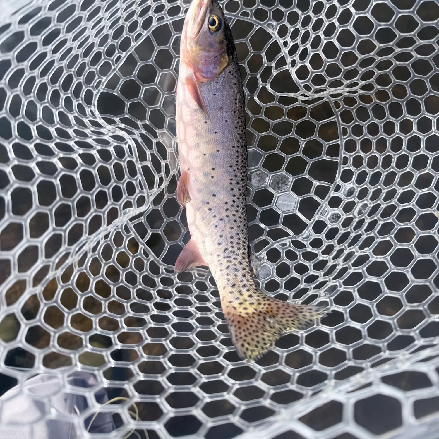 Cutthroat trout caught on Fishbrain