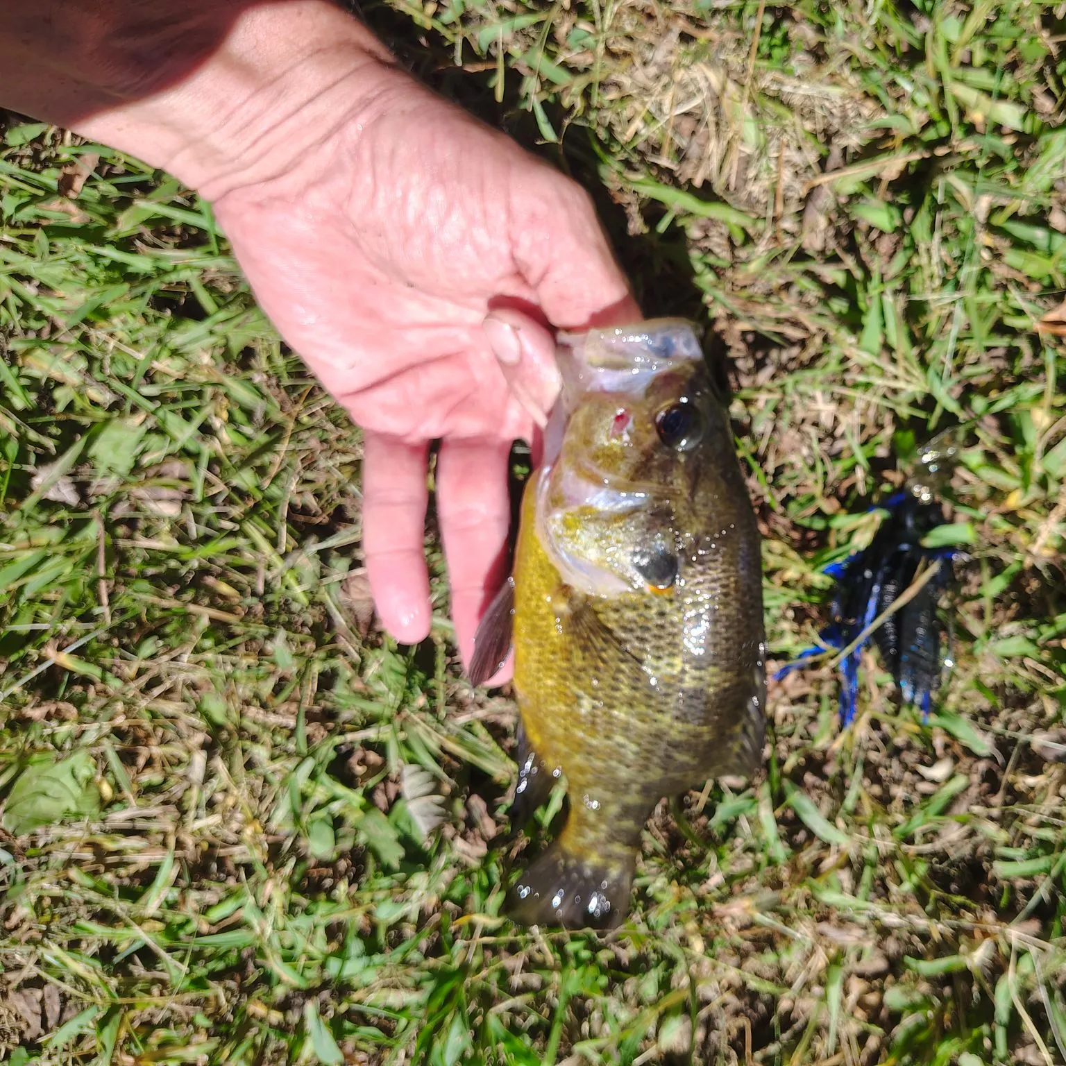 Bluegill caught on Fishbrain