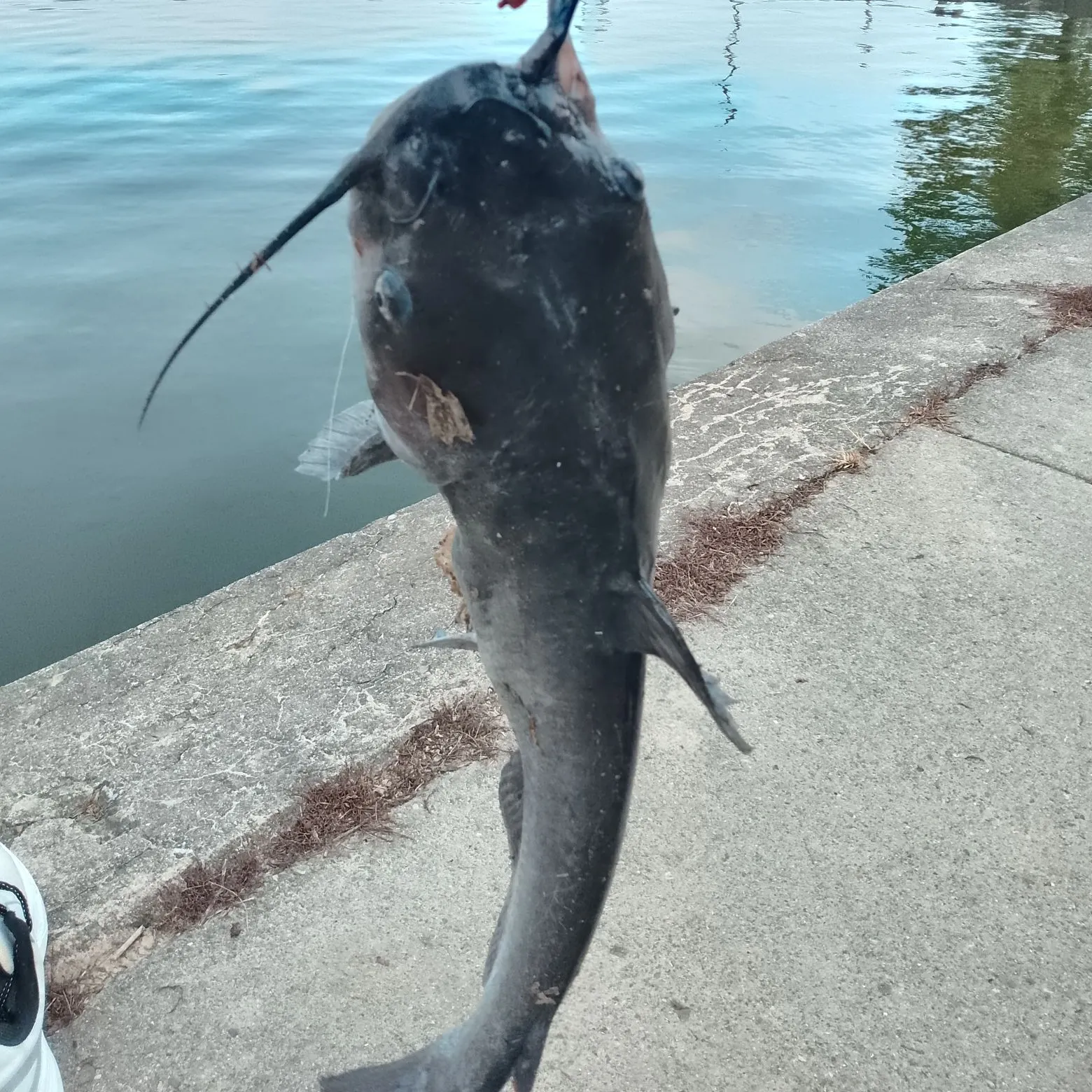 Channel catfish caught on Fishbrain