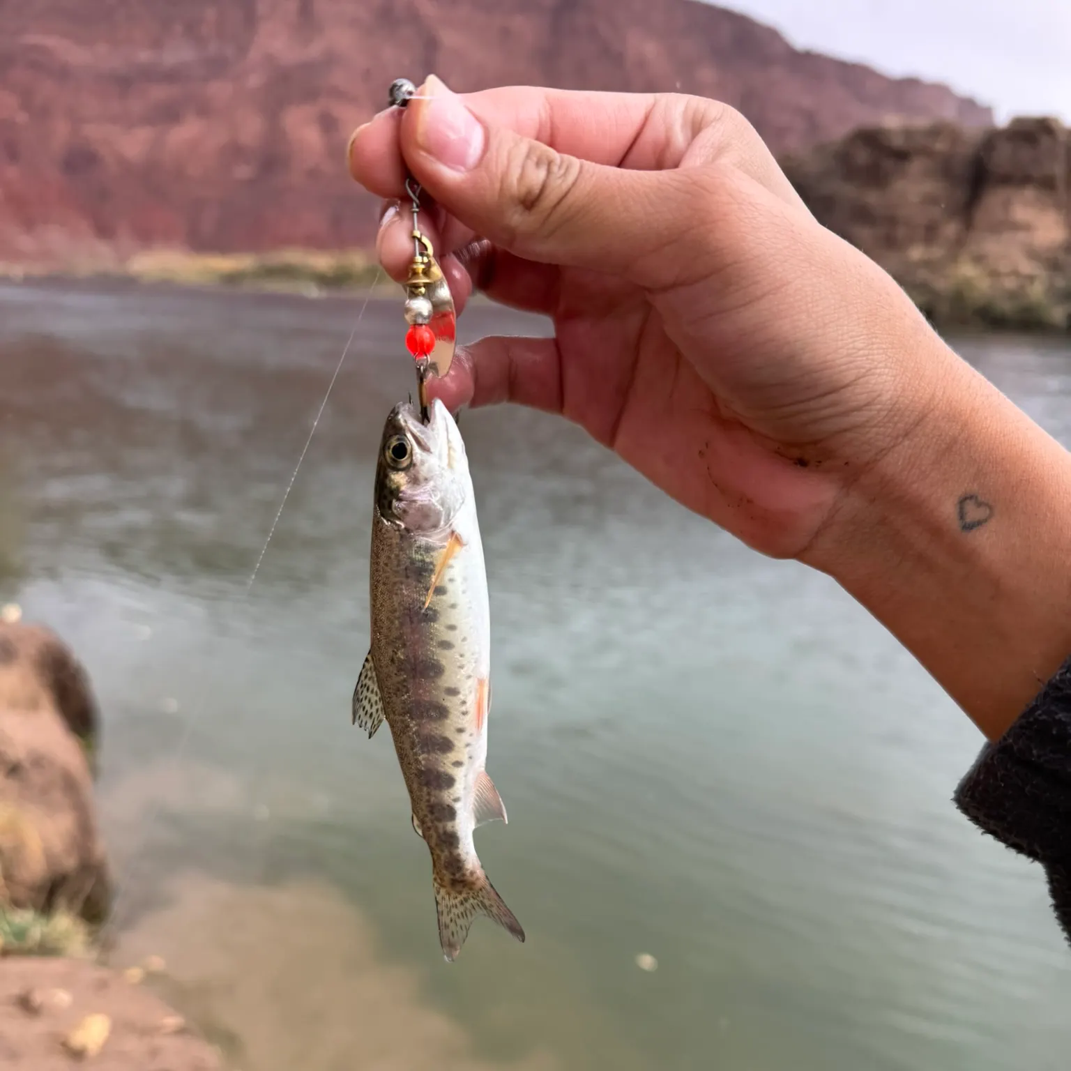 The most recent Golden trout catches on Fishbrain