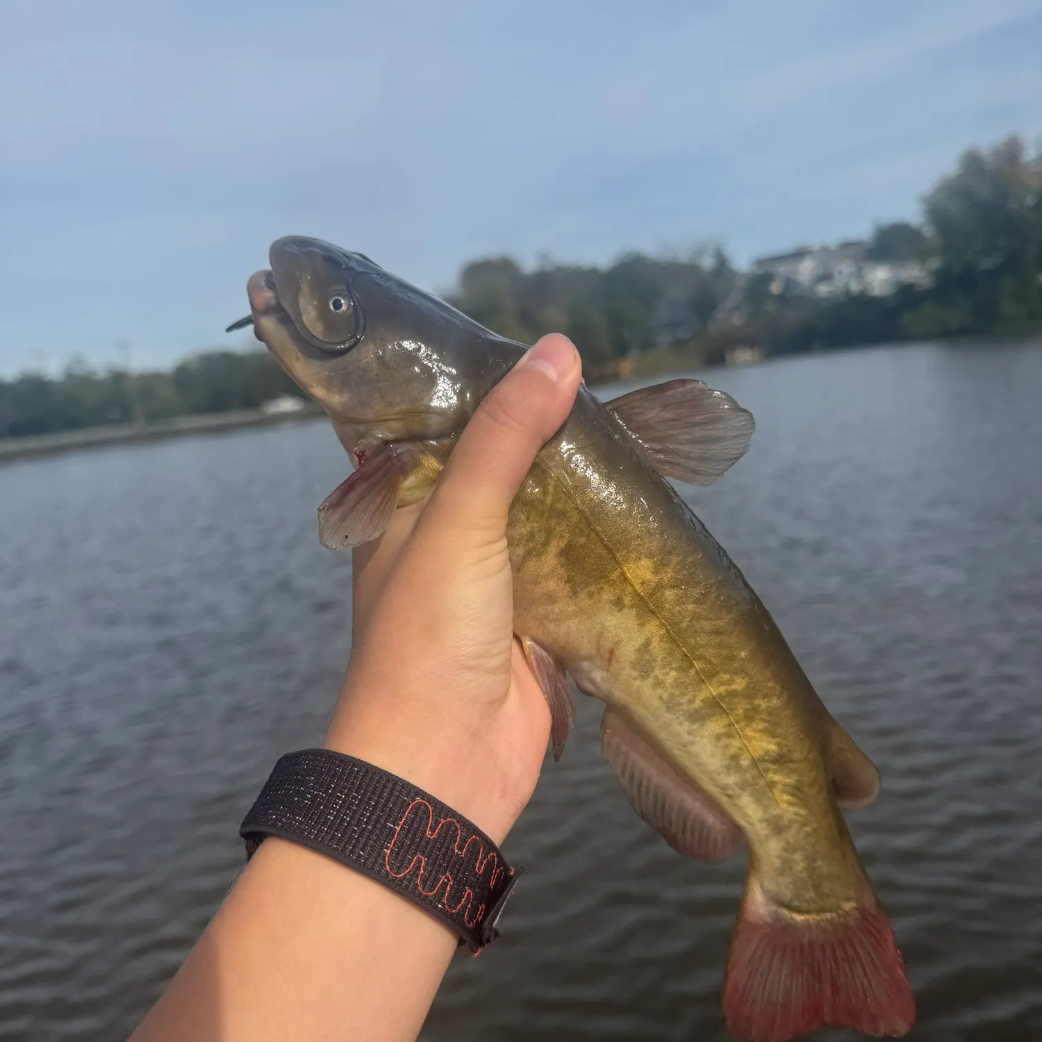 Brown bullhead caught on Fishbrain