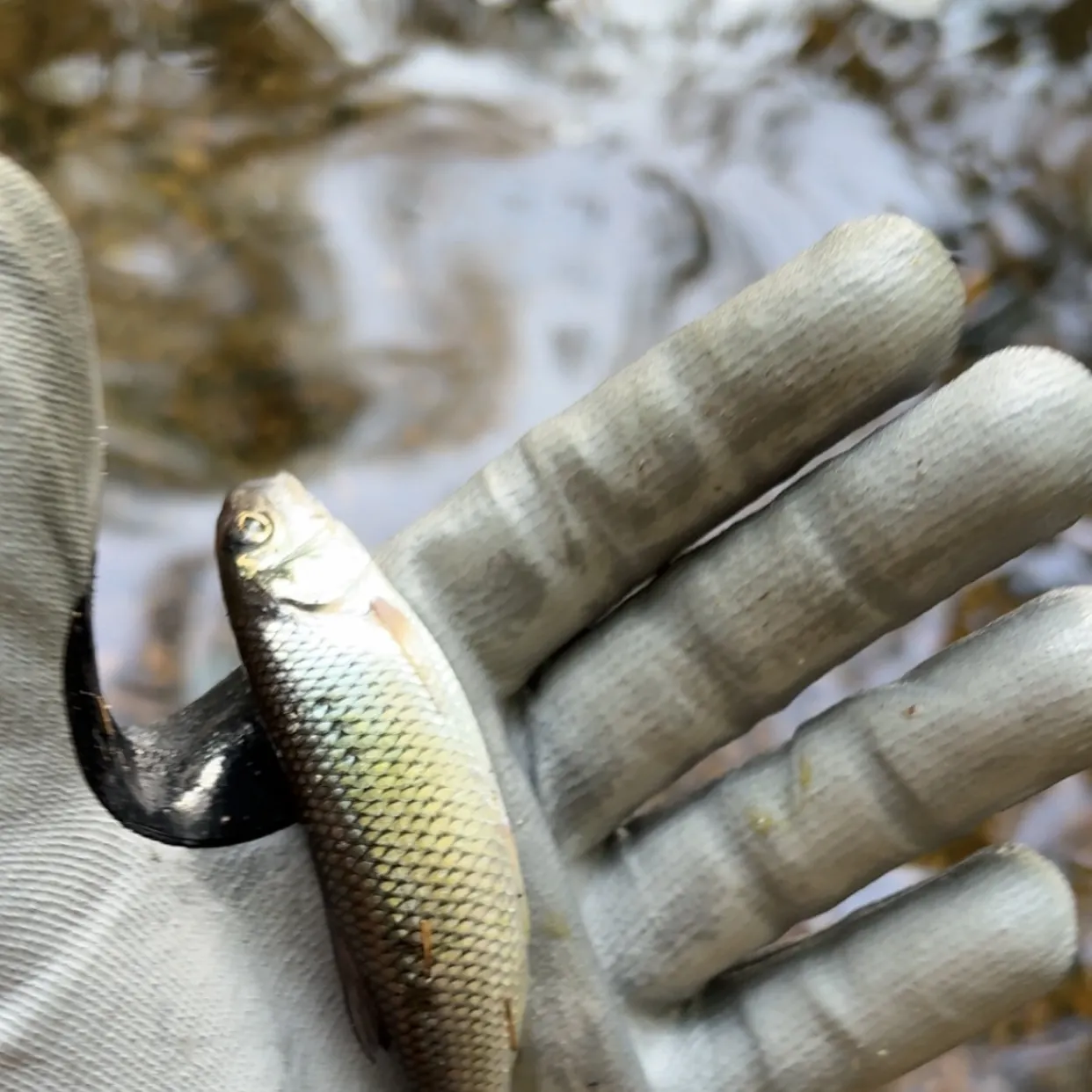 Fallfish caught on Fishbrain