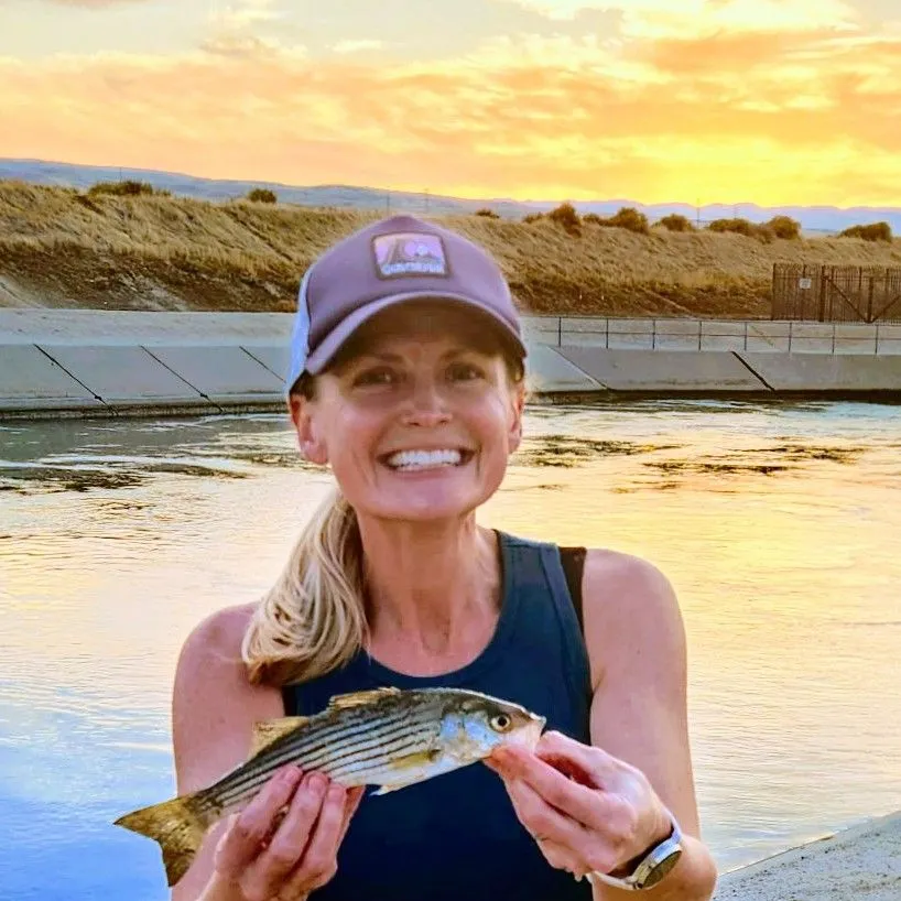 Striped bass caught on Fishbrain