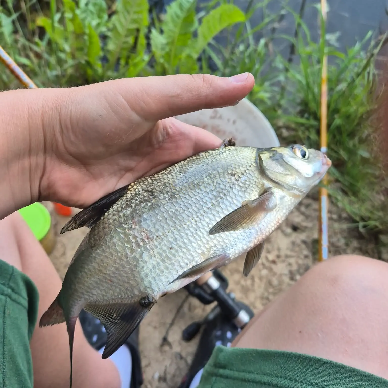 Common bream caught on Fishbrain