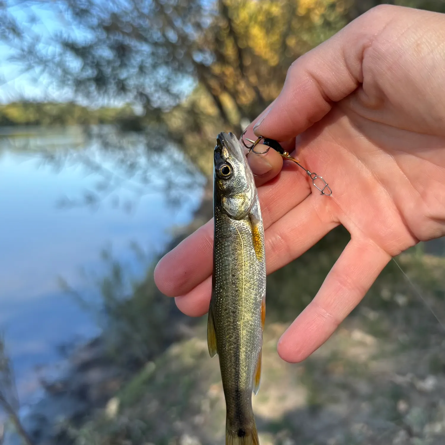 Sacramento pikeminnow caught on Fishbrain