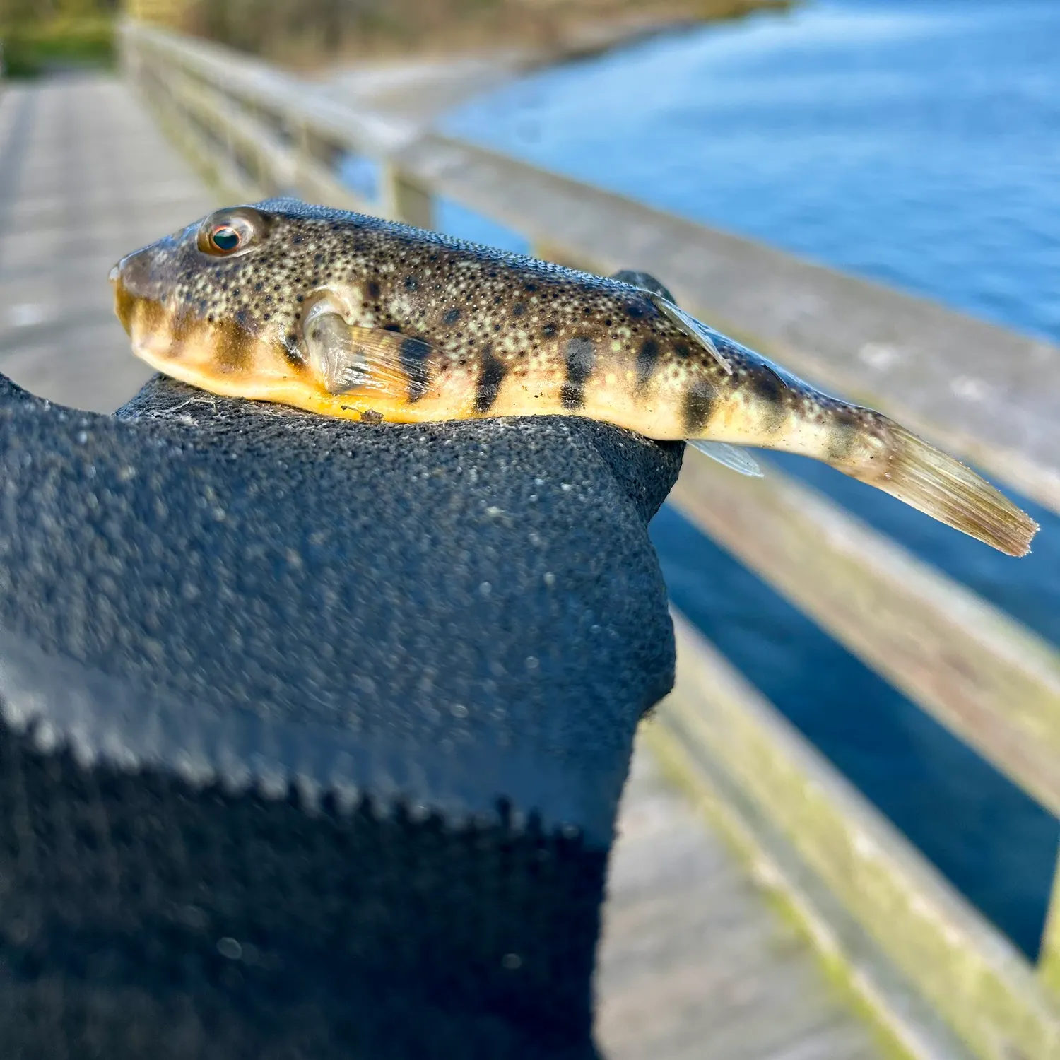 The most recent Northern puffer catches on Fishbrain