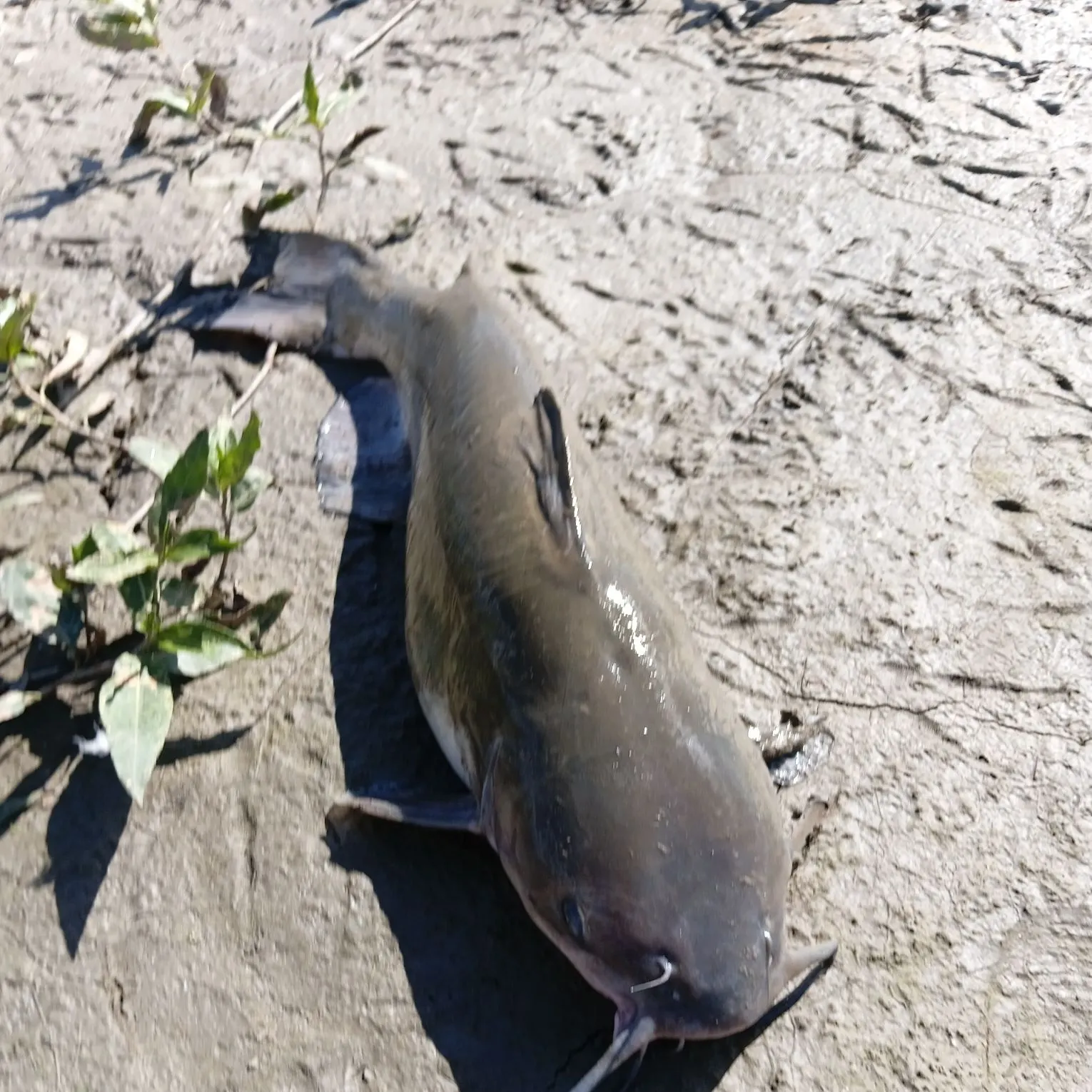 Channel catfish caught on Fishbrain