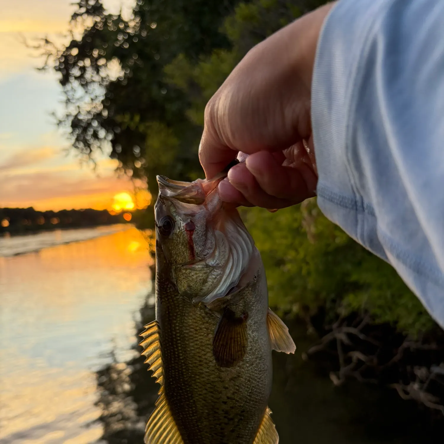 Largemouth bass caught on Fishbrain