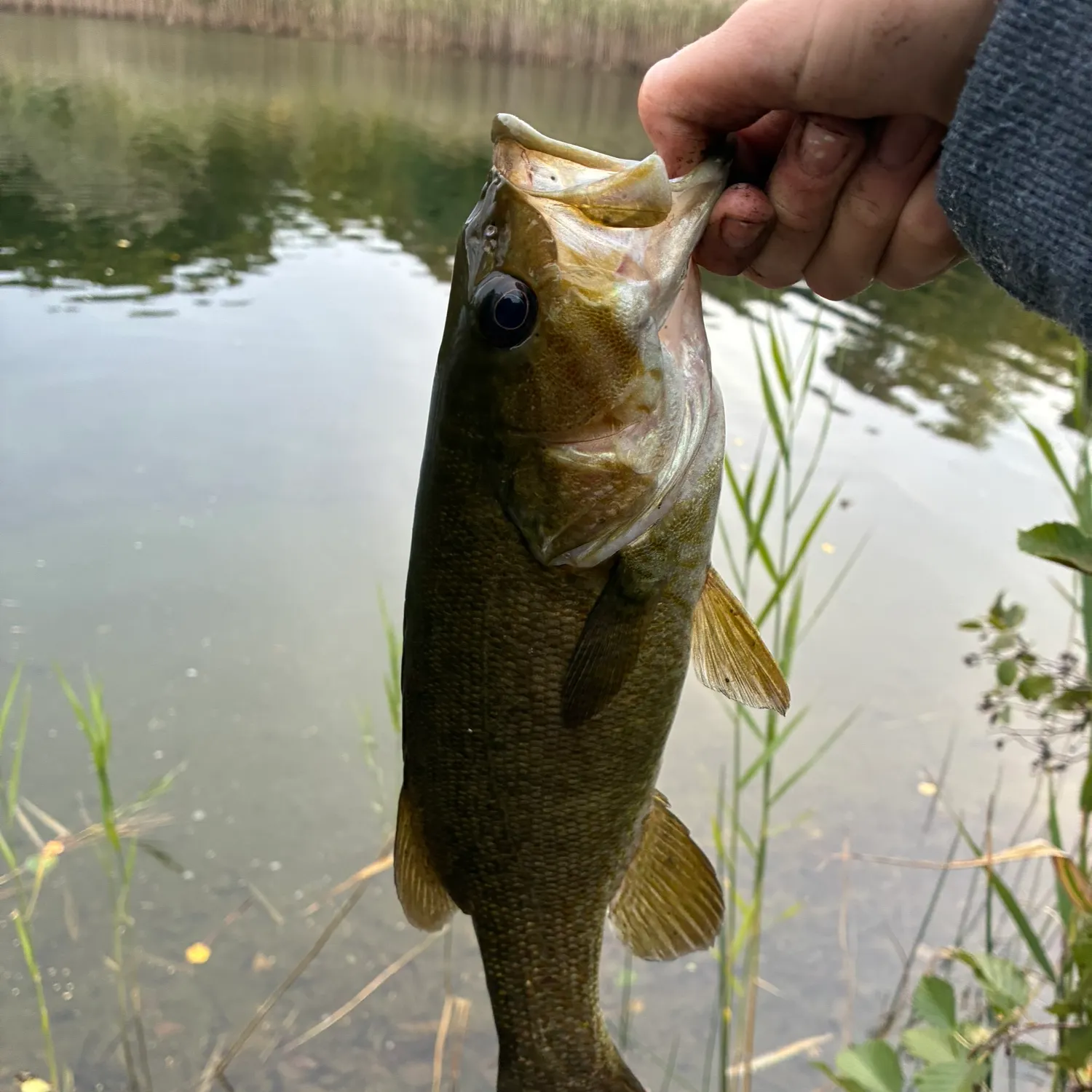 Smallmouth bass caught on Fishbrain