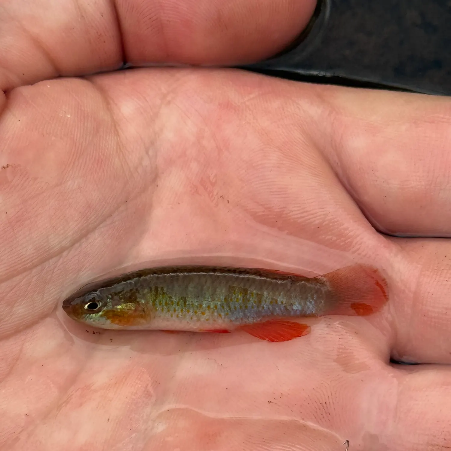 The most recent Banded topminnow catches on Fishbrain