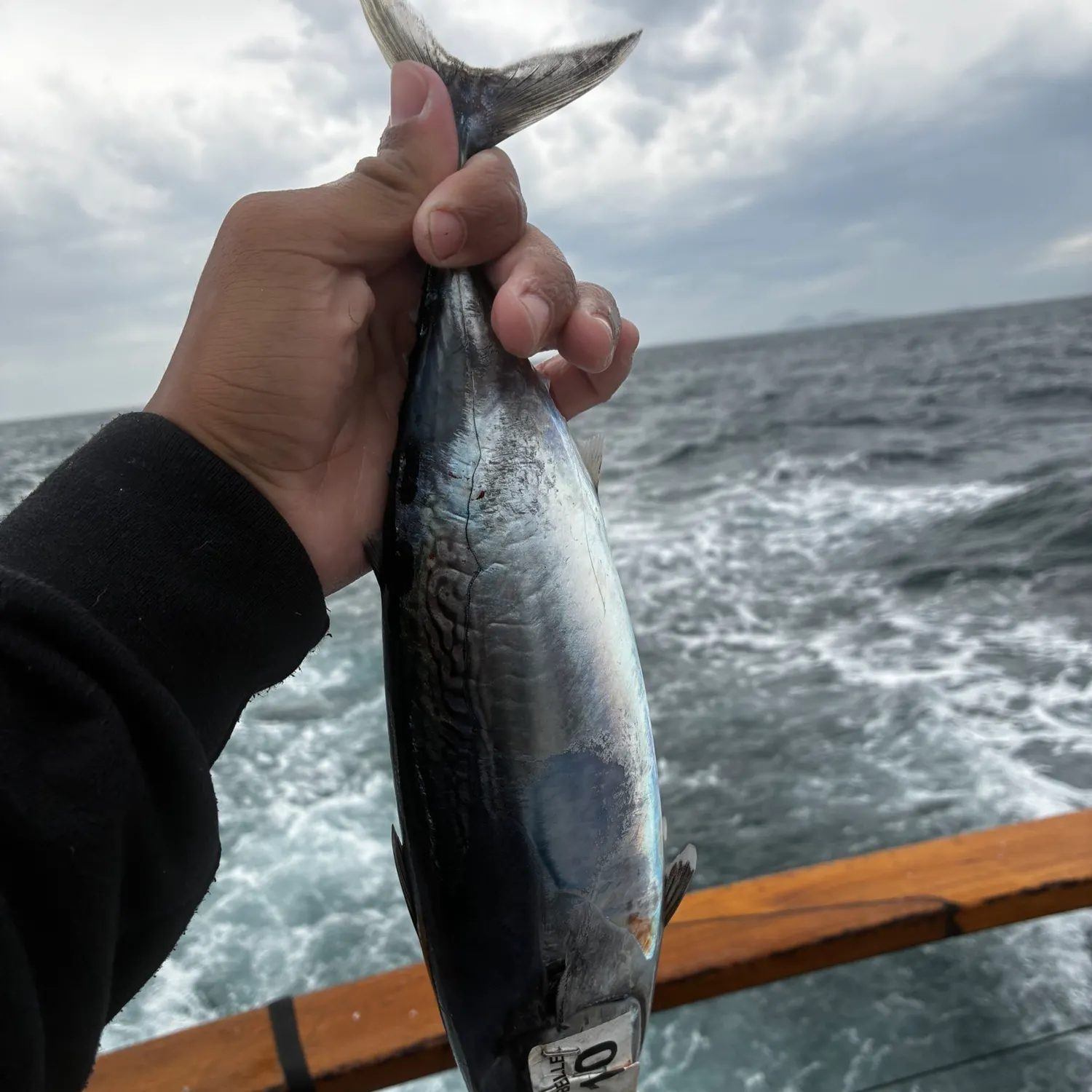 The most recent Frigate tuna catches on Fishbrain