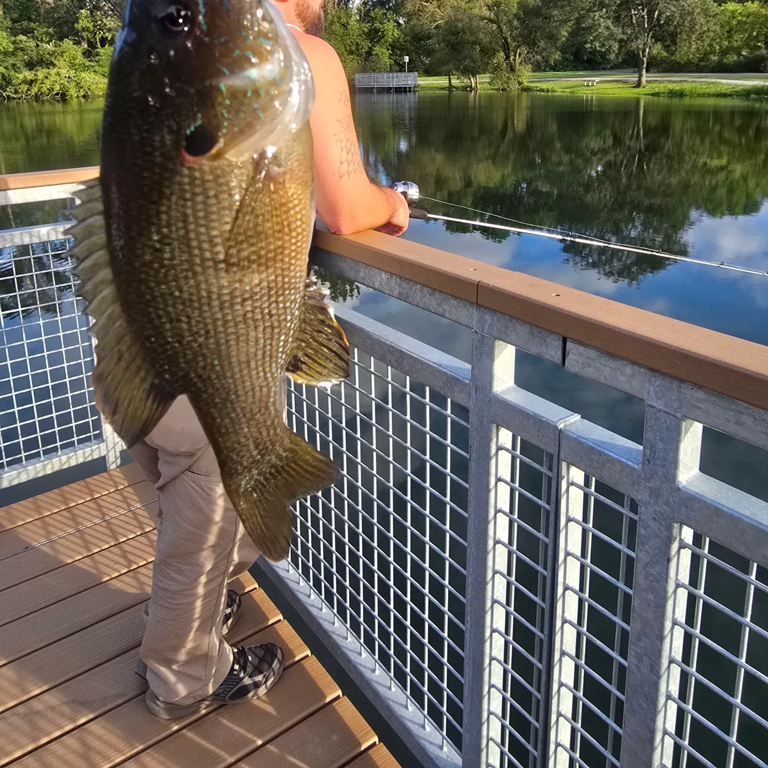 Green sunfish caught on Fishbrain
