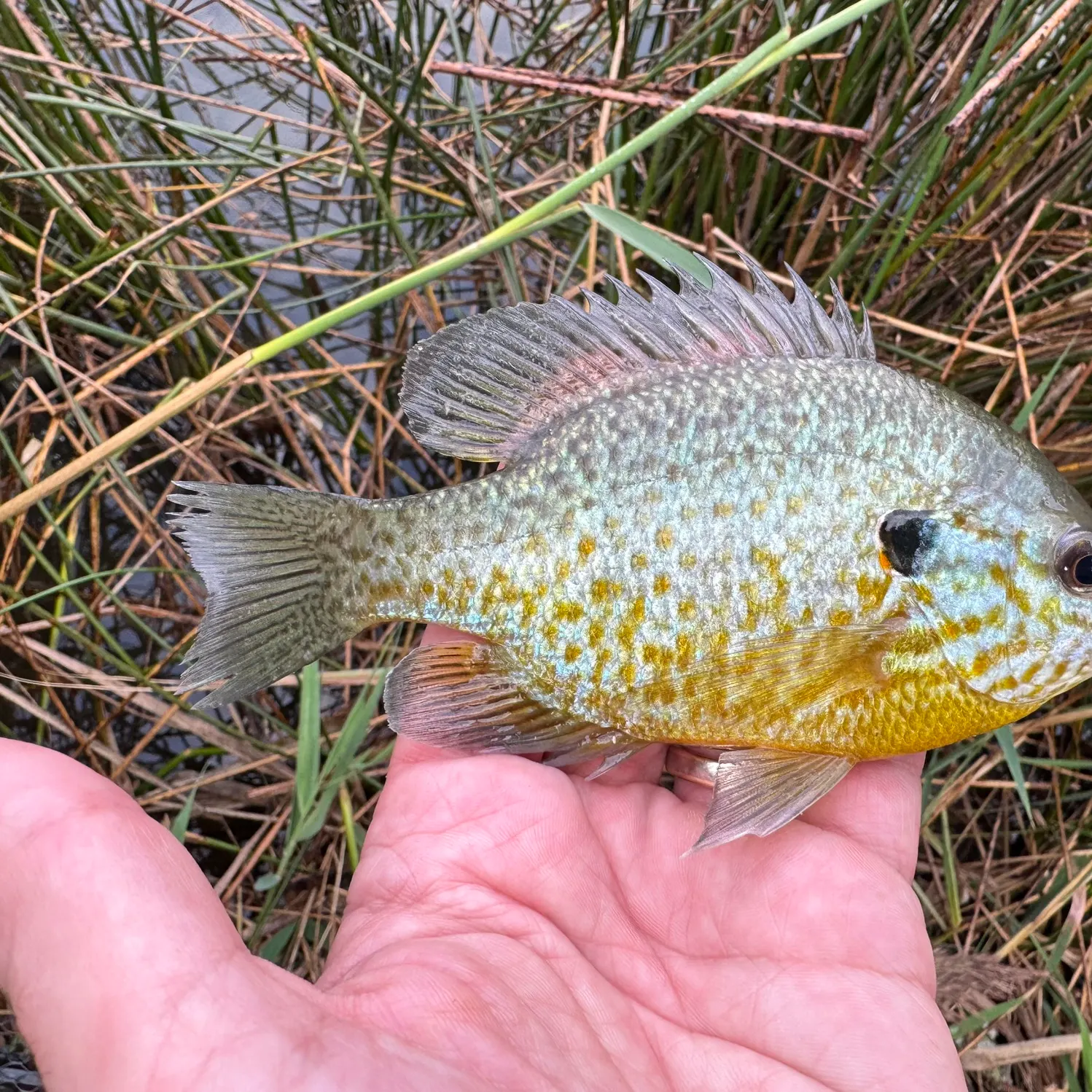 Pumpkinseed caught on Fishbrain