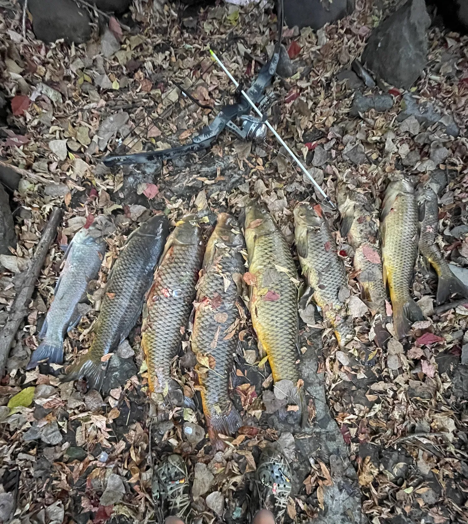 recently logged catches