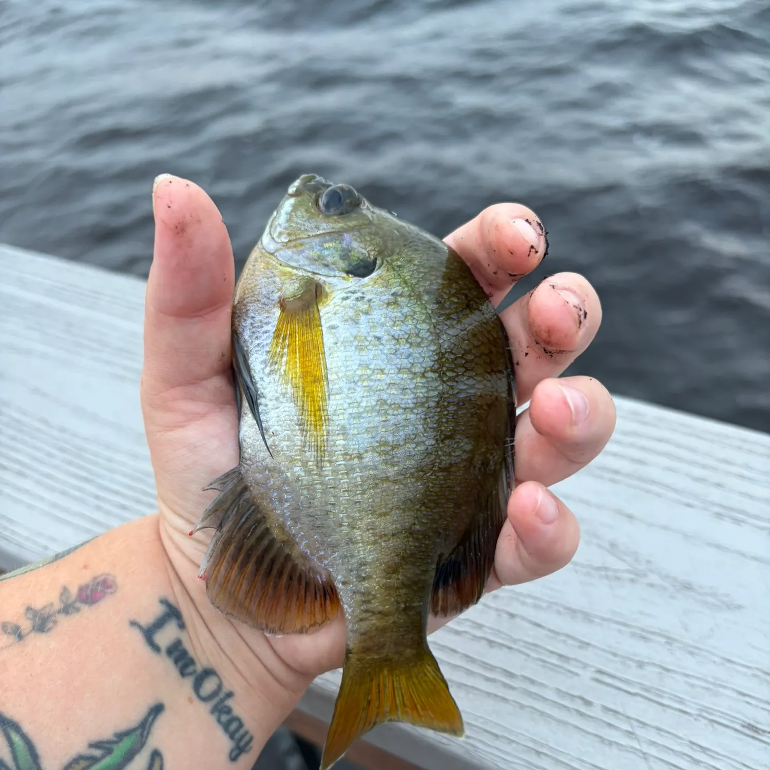 Bluegill caught on Fishbrain