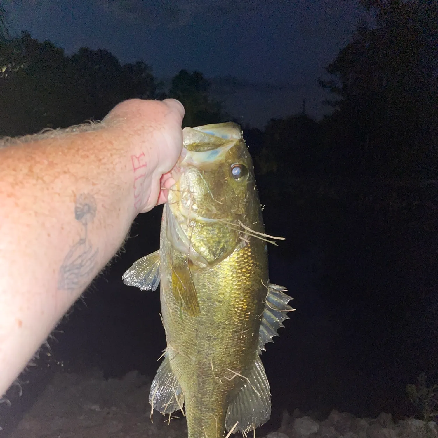 Largemouth bass caught on Fishbrain