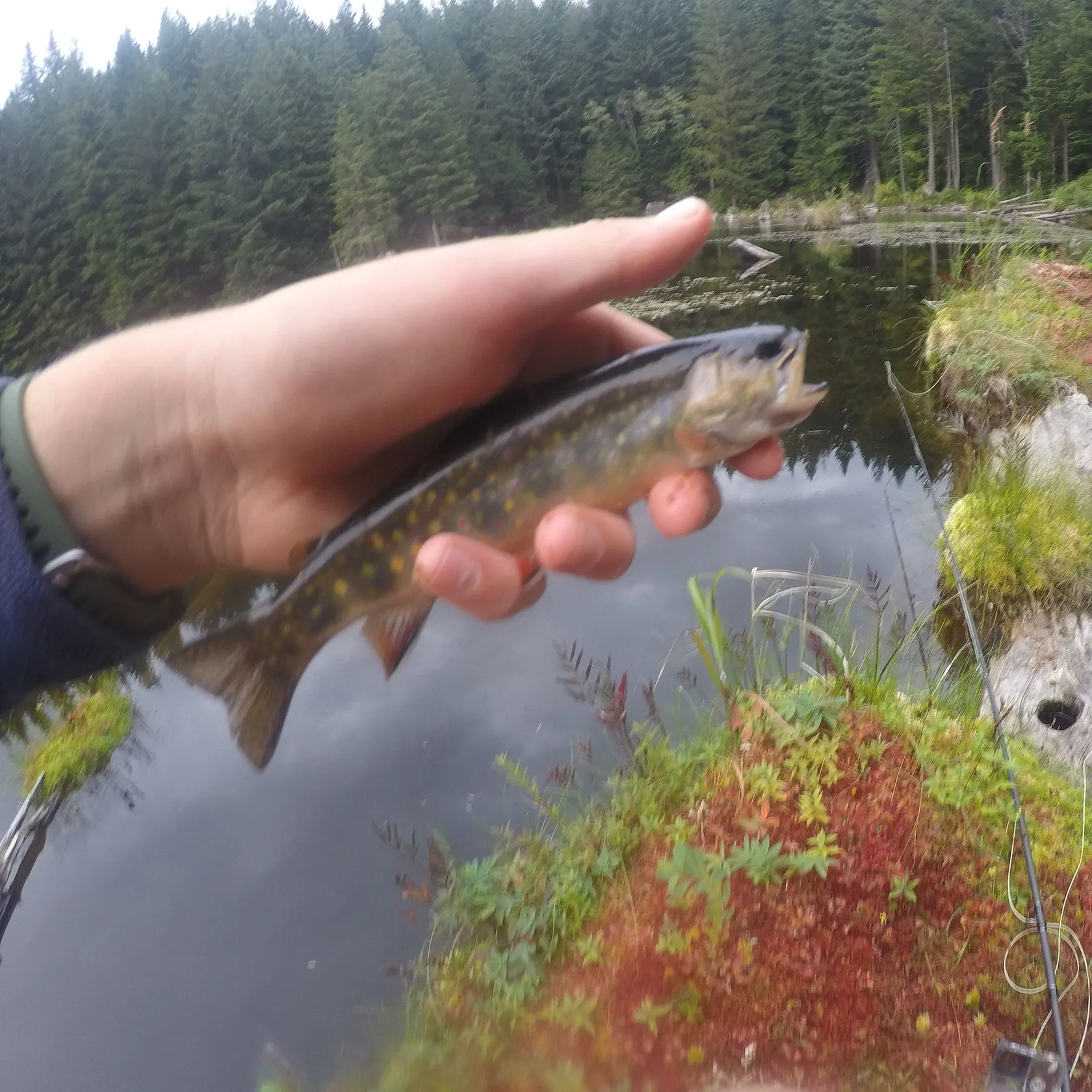 Brook trout caught on Fishbrain