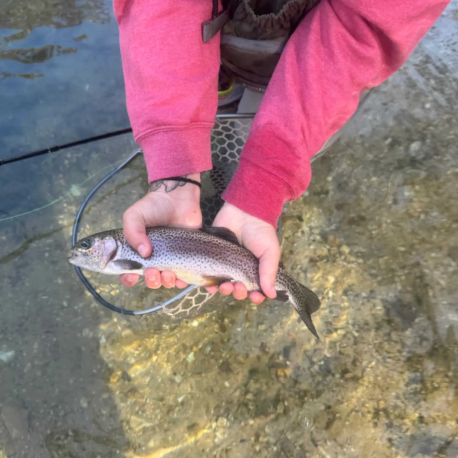 Rainbow trout caught on Fishbrain