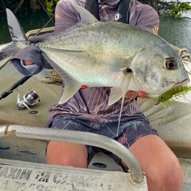 The most recent Giant trevally catches on Fishbrain