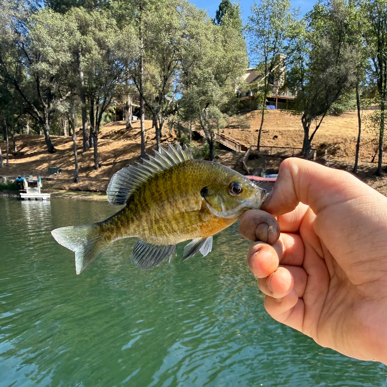Bluegill caught on Fishbrain