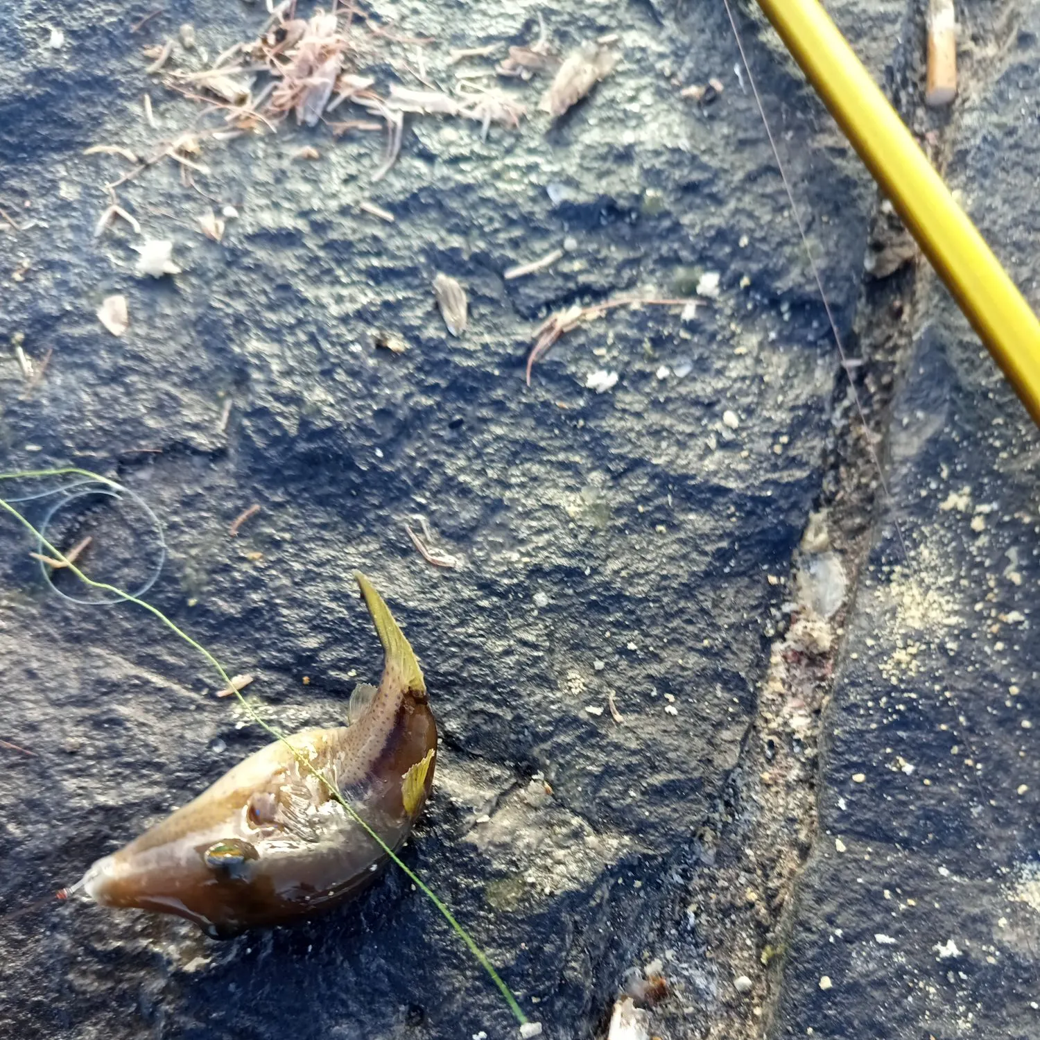 The most recent Reticulated pufferfish catches on Fishbrain