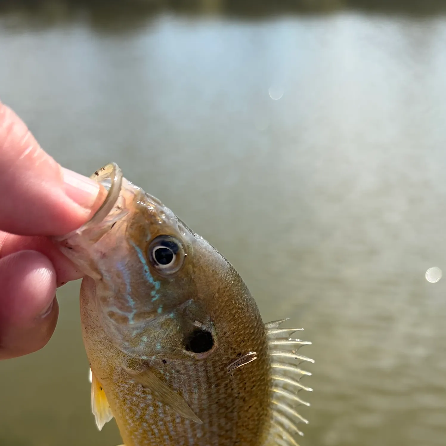 Green sunfish caught on Fishbrain