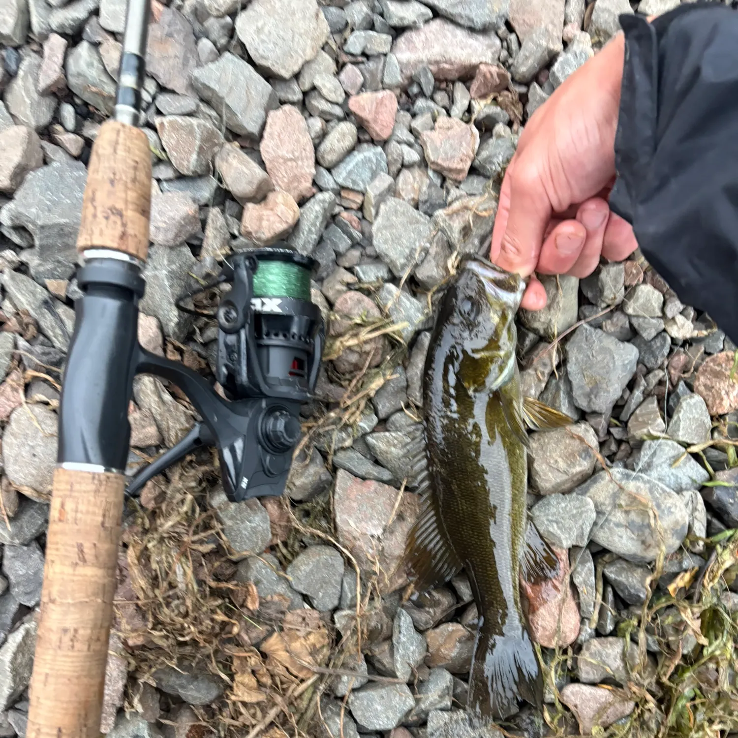 Smallmouth bass caught on Fishbrain