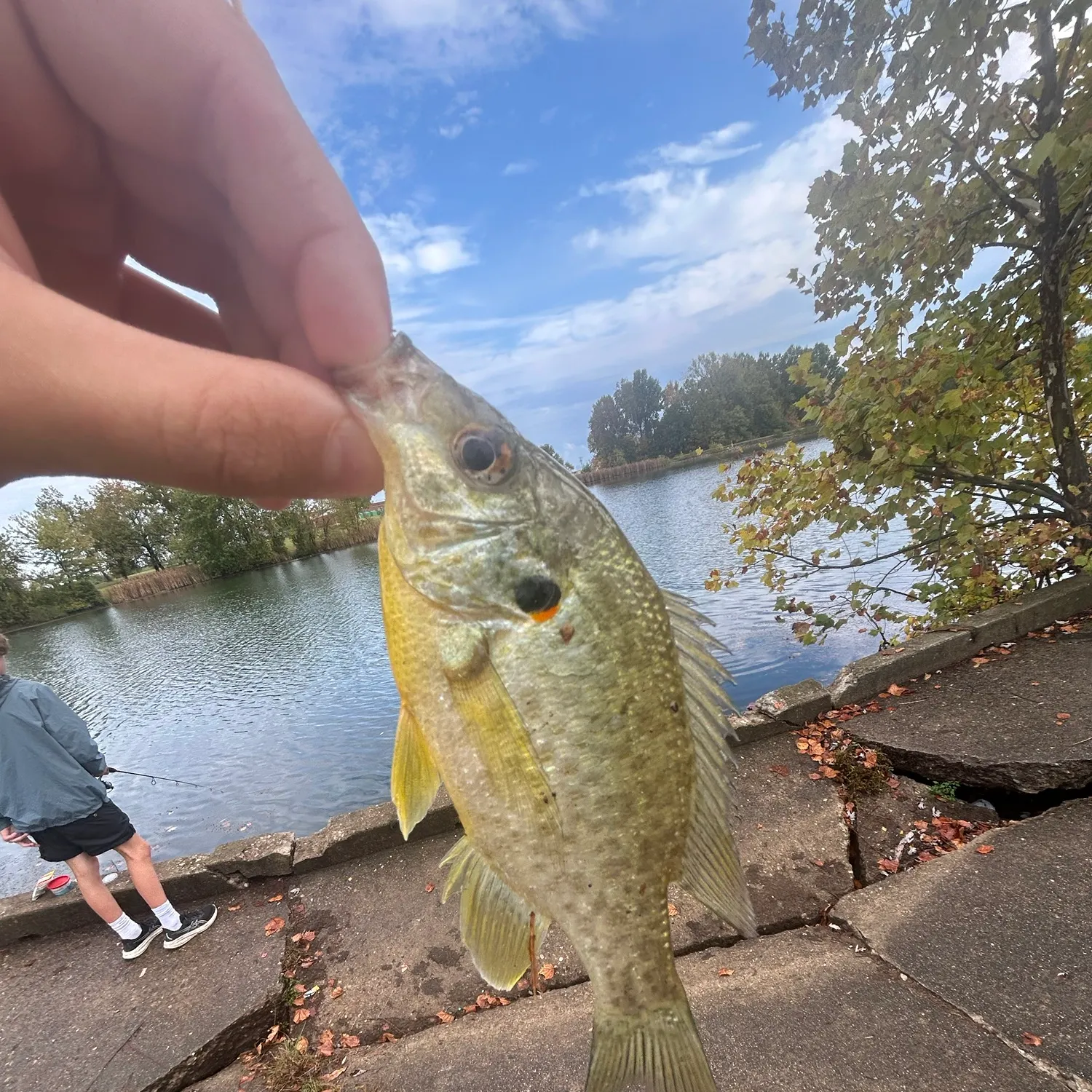 Redear sunfish caught on Fishbrain