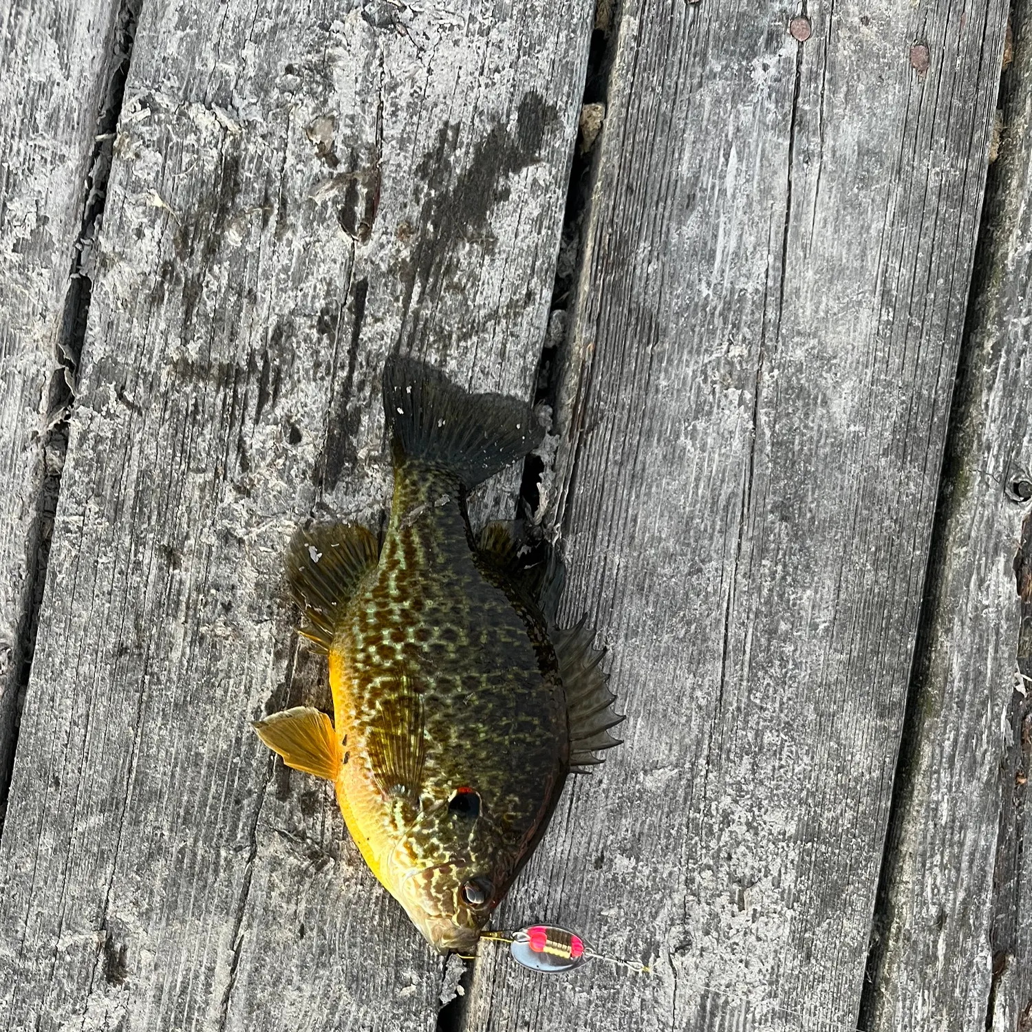 Pumpkinseed caught on Fishbrain