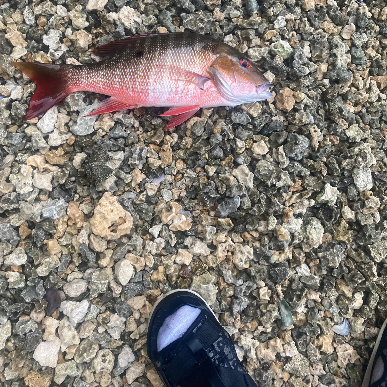 Mutton snapper caught on Fishbrain