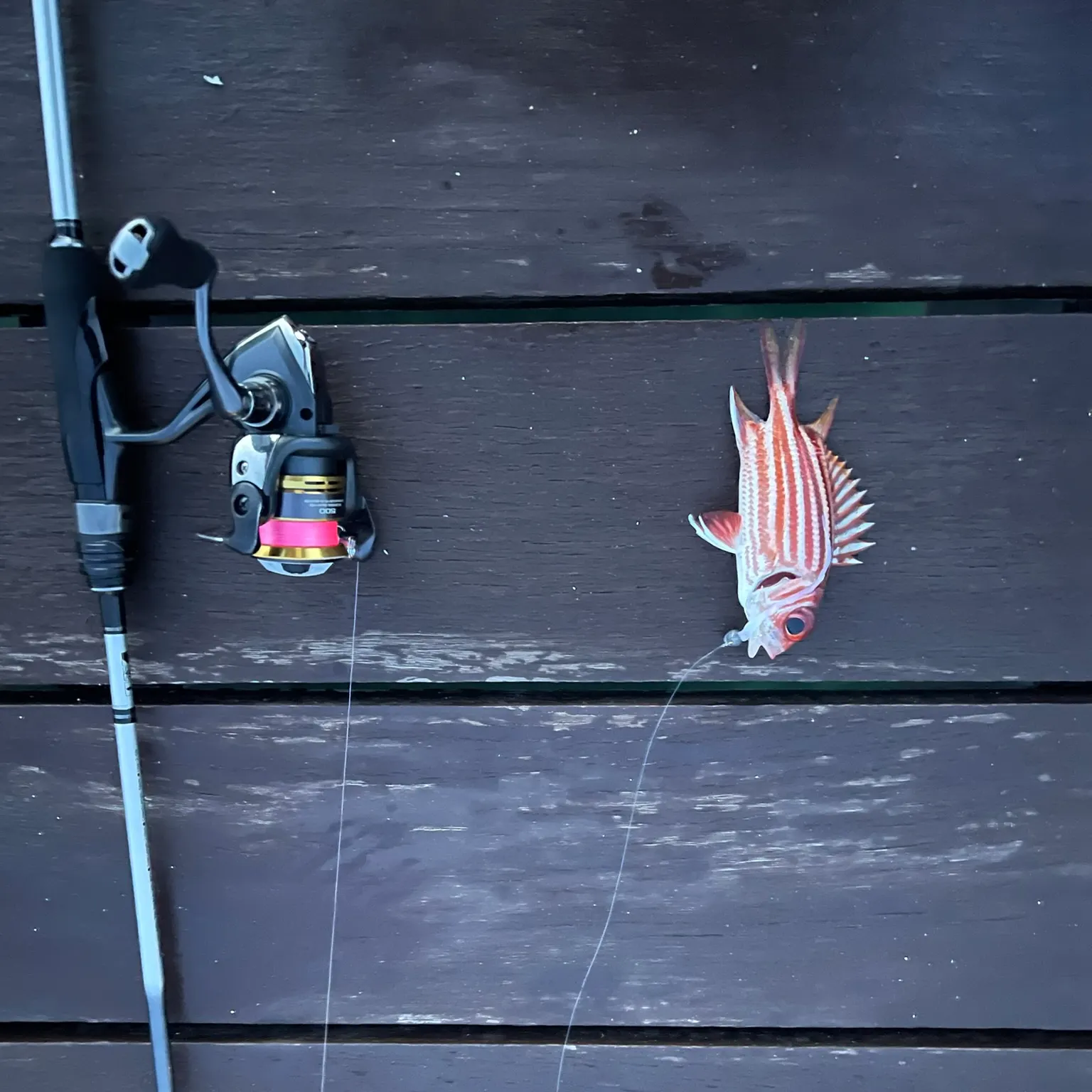 recently logged catches