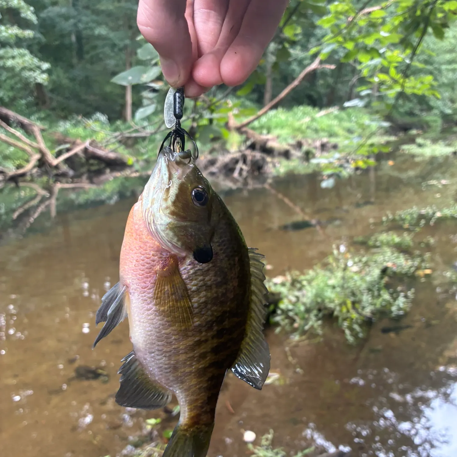 Bluegill caught on Fishbrain