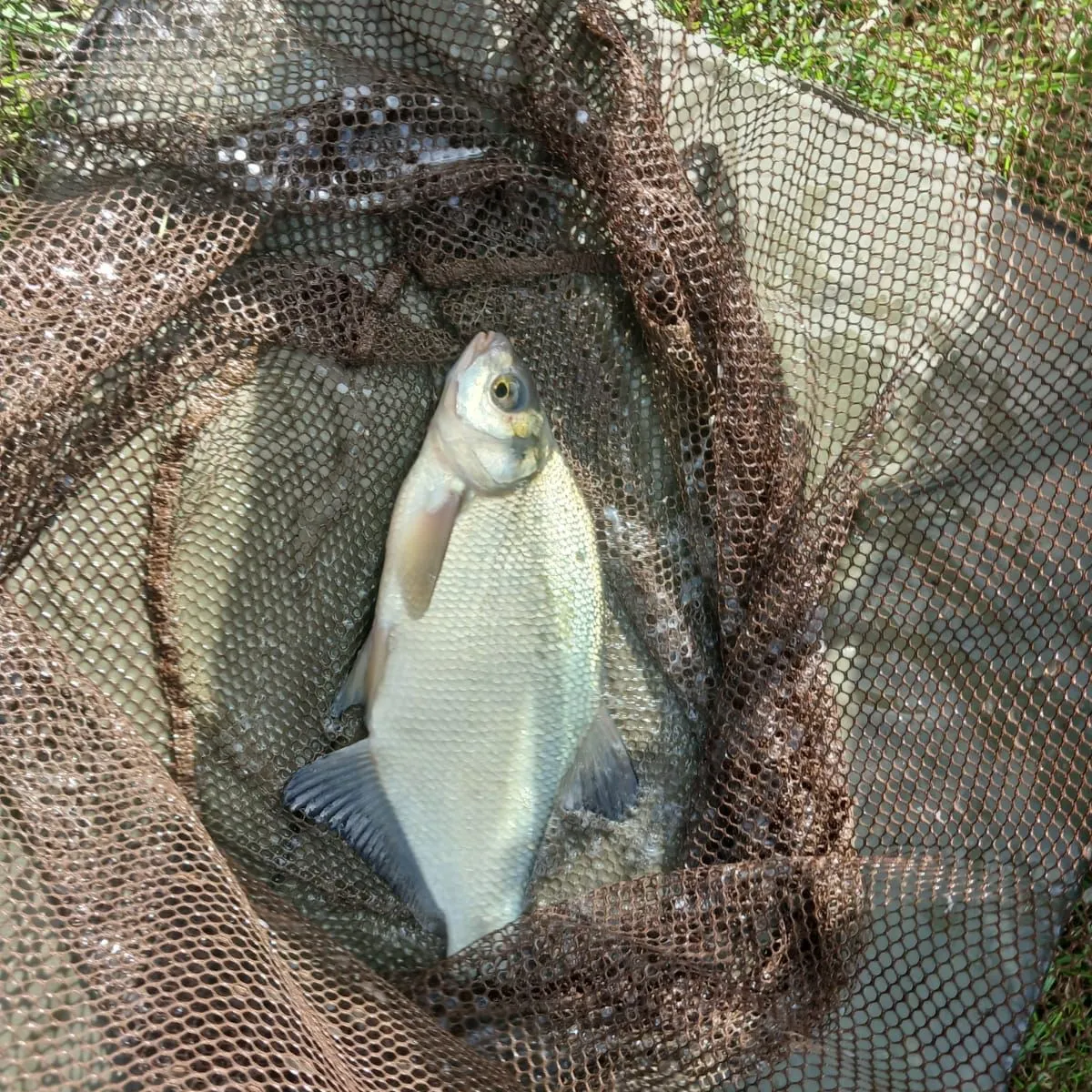 Common bream caught on Fishbrain