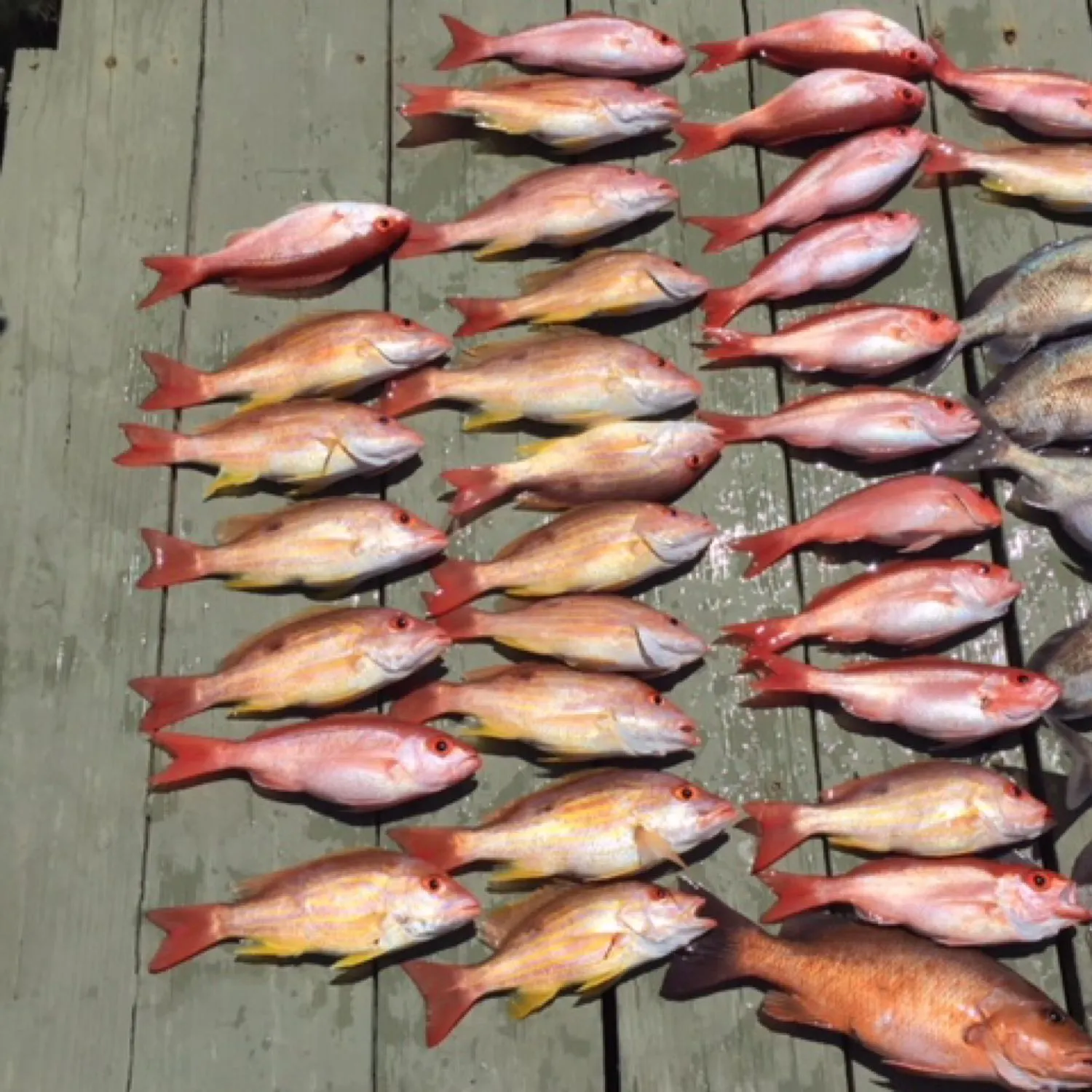 recently logged catches