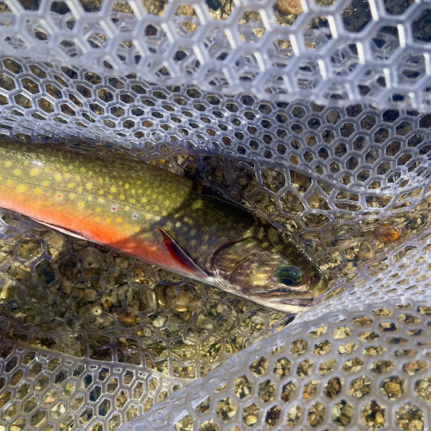 Brook trout caught on Fishbrain