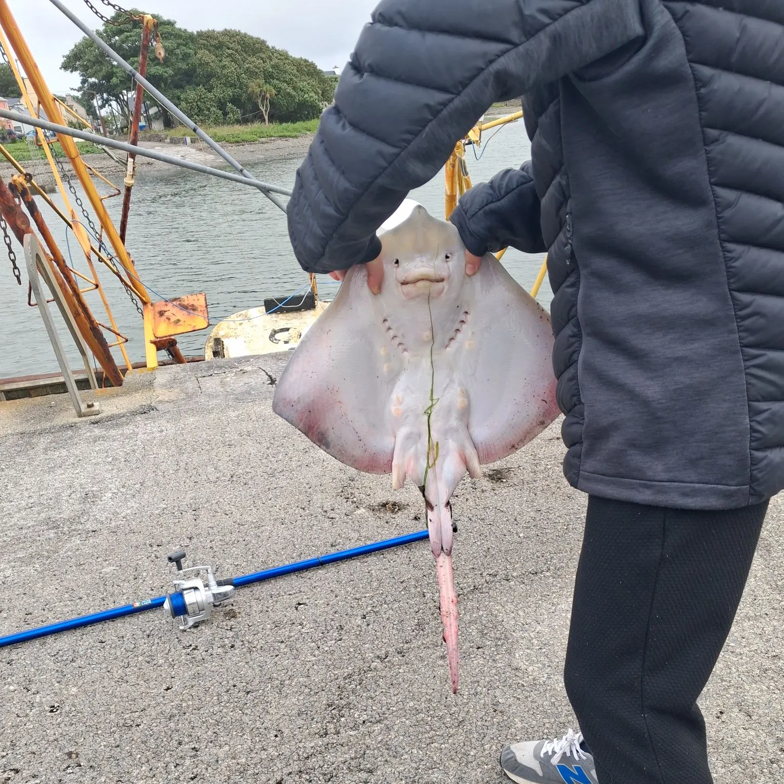 The most recent Thornback ray catches on Fishbrain