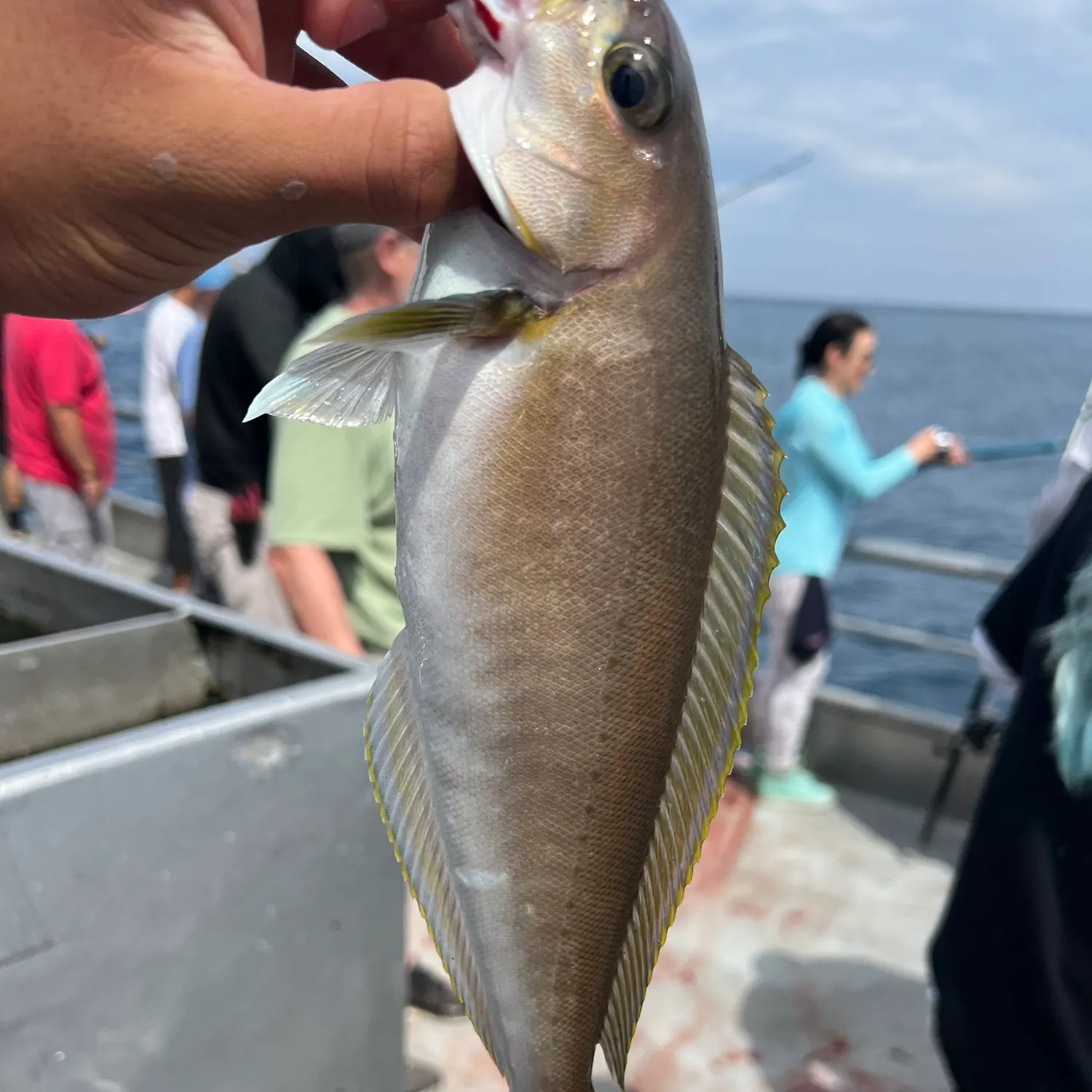 The most recent Ocean whitefish catches on Fishbrain