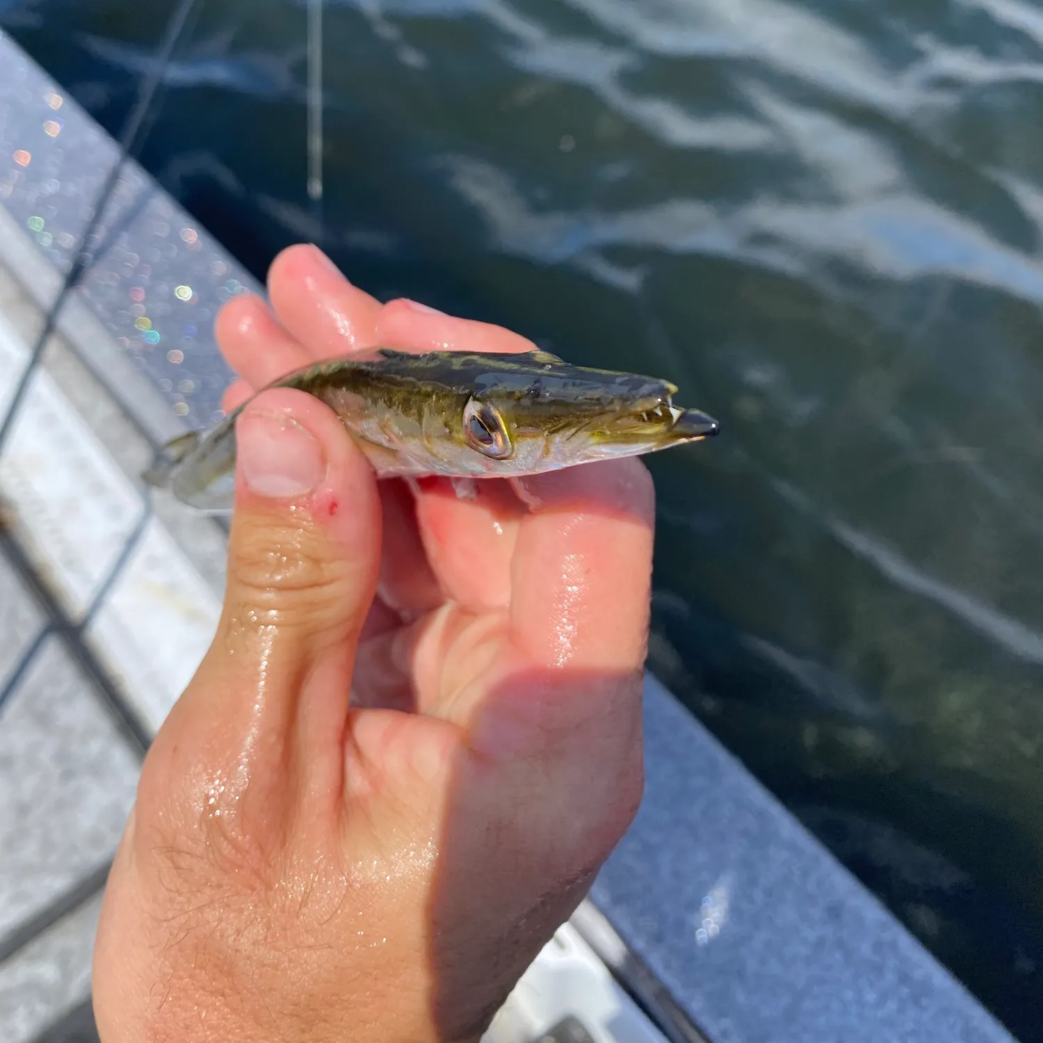 The most recent Obtuse barracuda catches on Fishbrain
