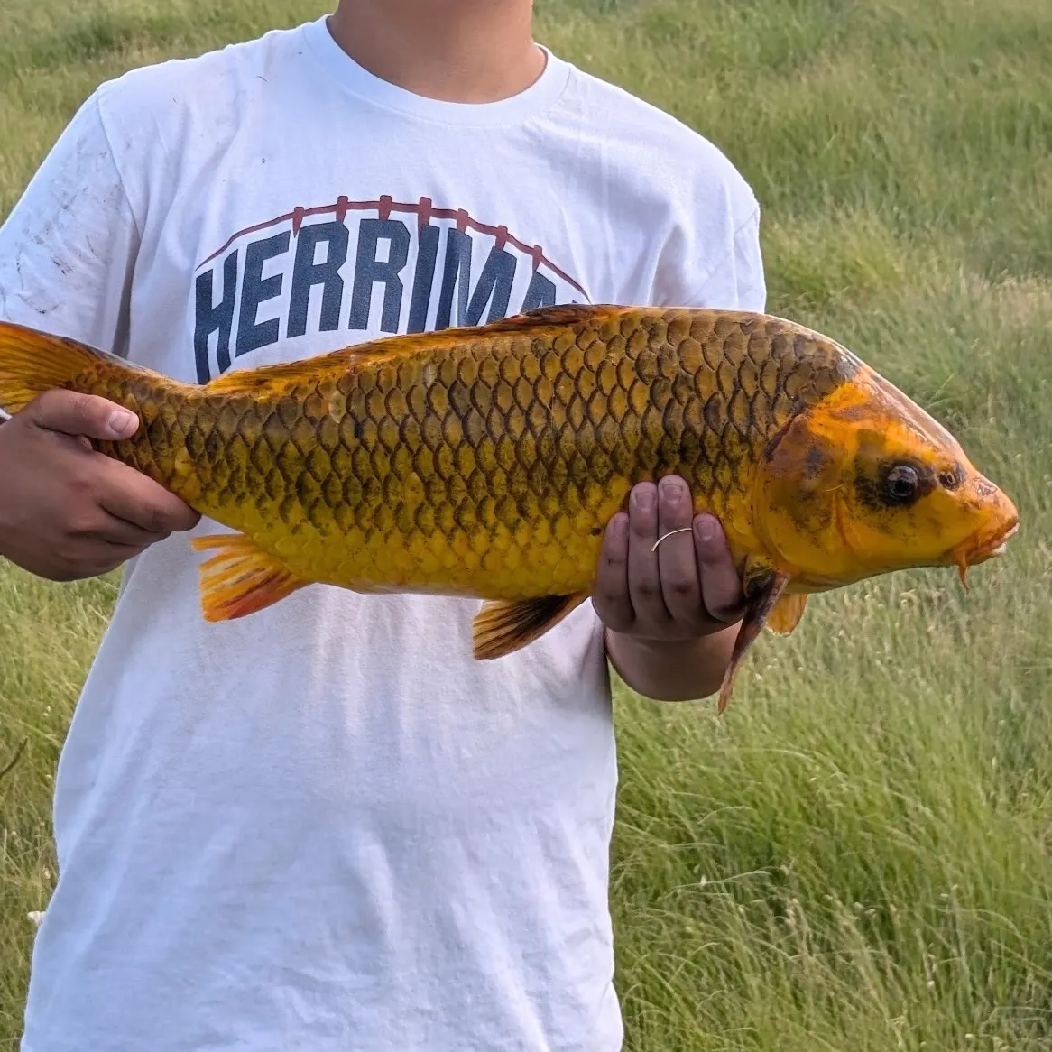 The most recent Koi x common carp catches on Fishbrain