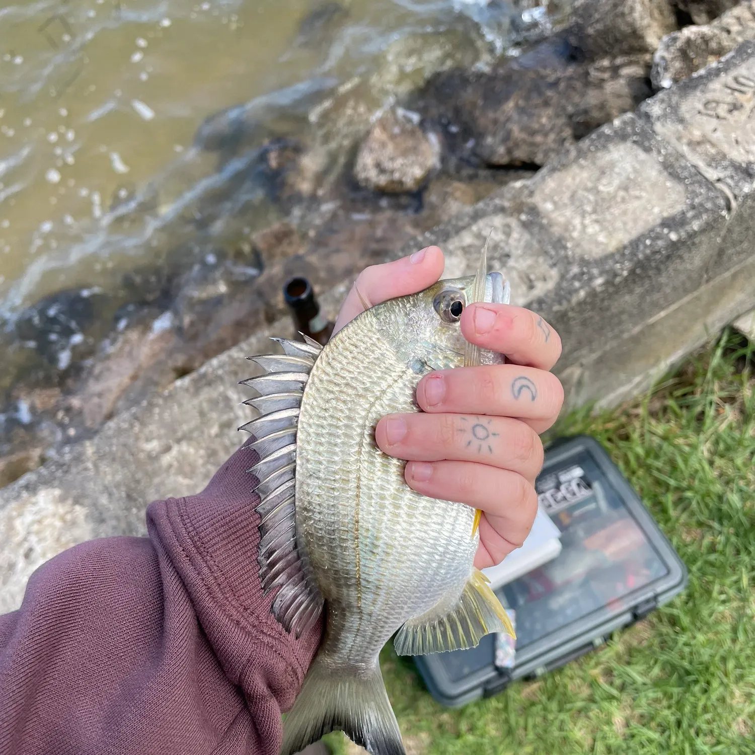 The most recent Surf bream catches on Fishbrain