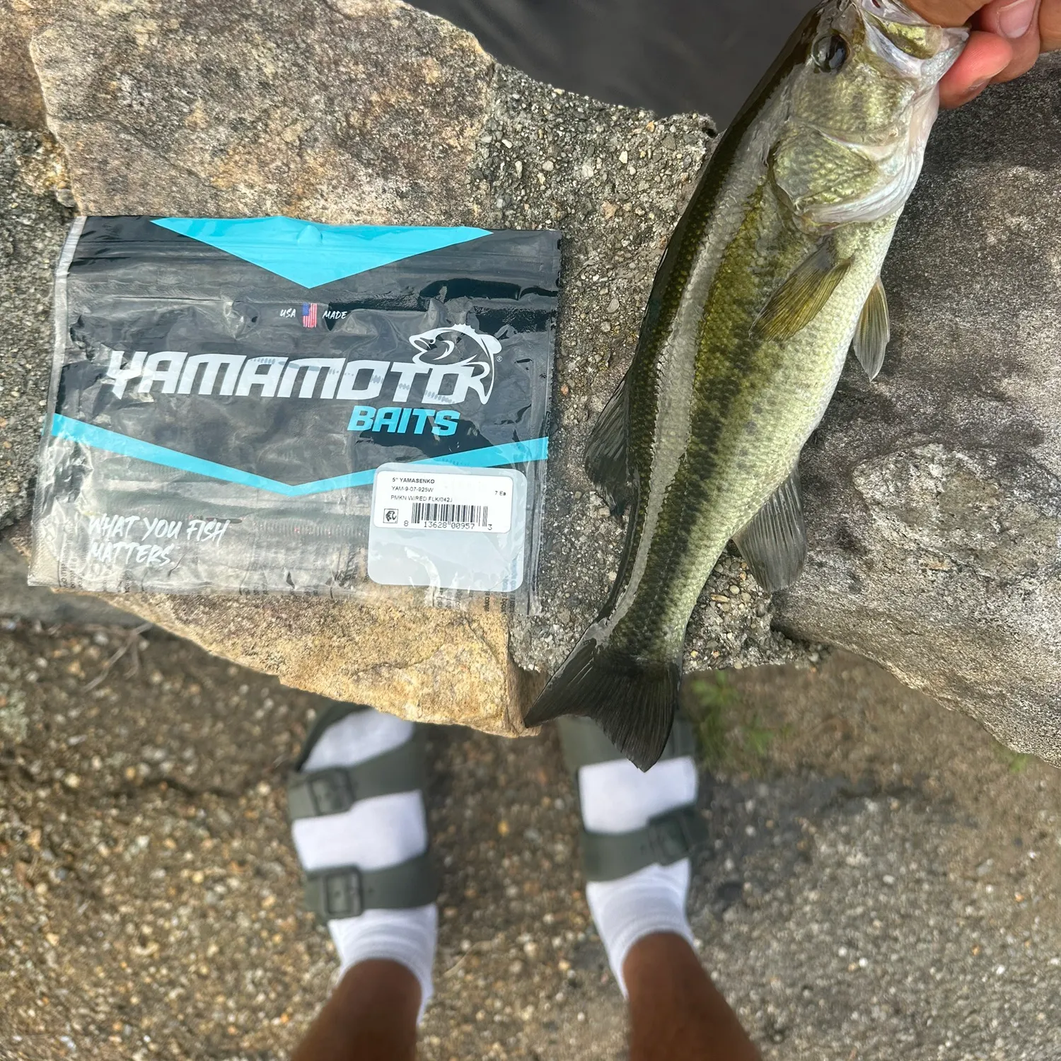 Largemouth bass caught on Fishbrain