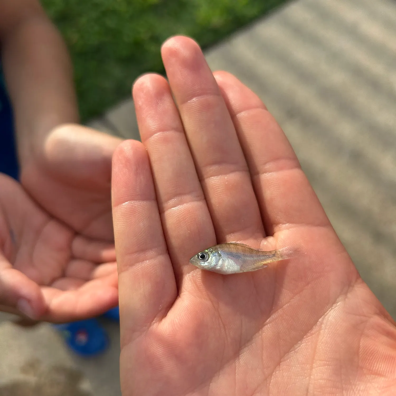 The most recent Round Scad catches on Fishbrain