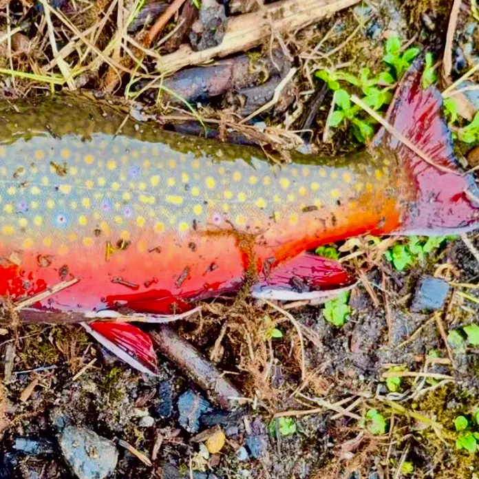 Brook trout caught on Fishbrain