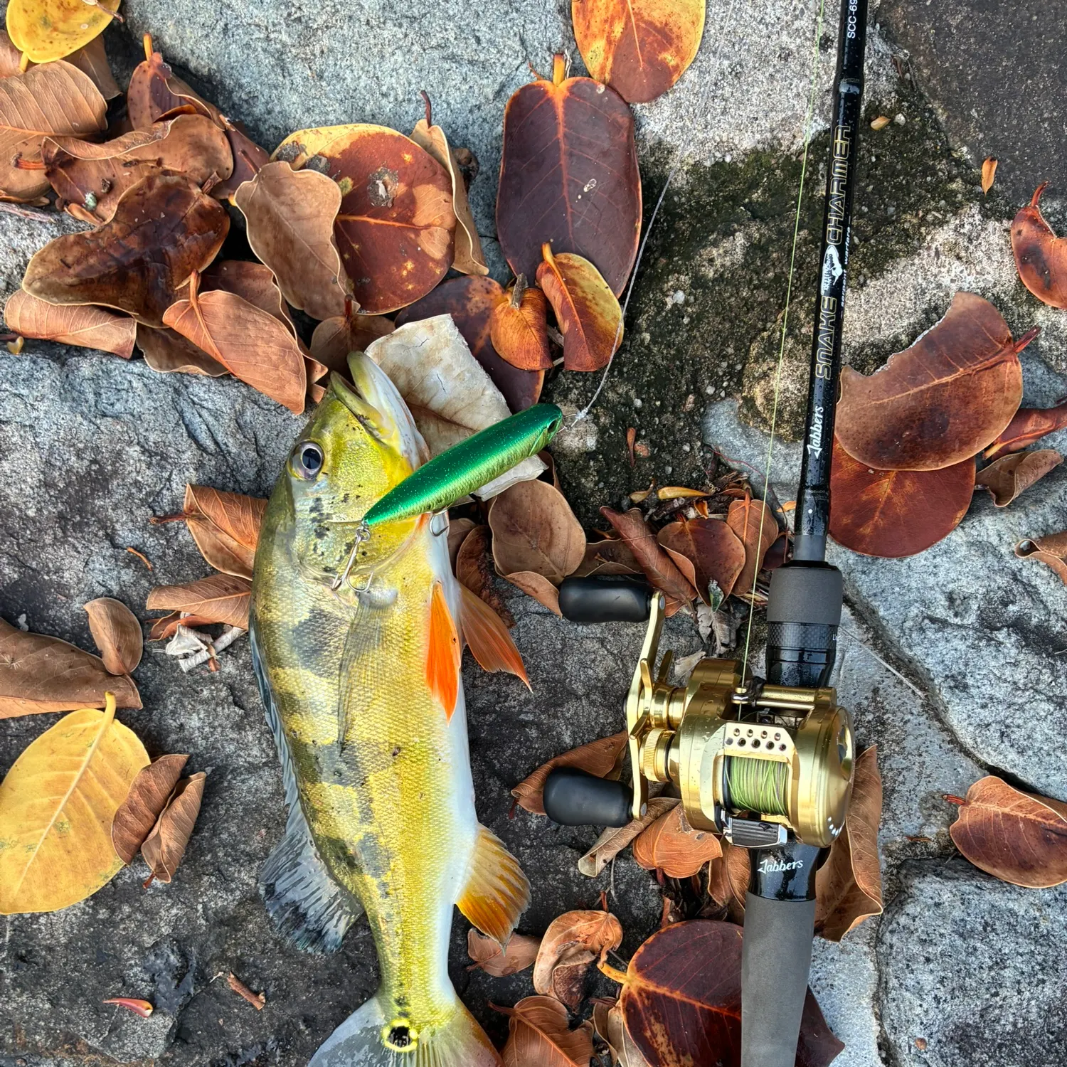 Fish caught on Fishbrain