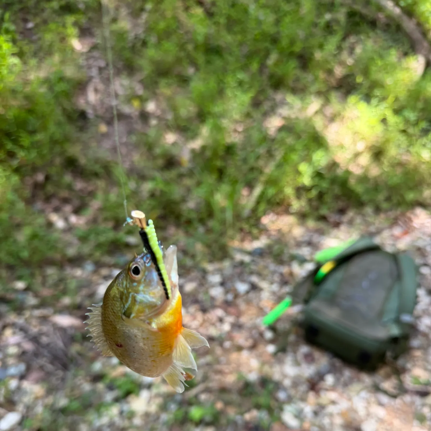 Redbreast sunfish caught on Fishbrain