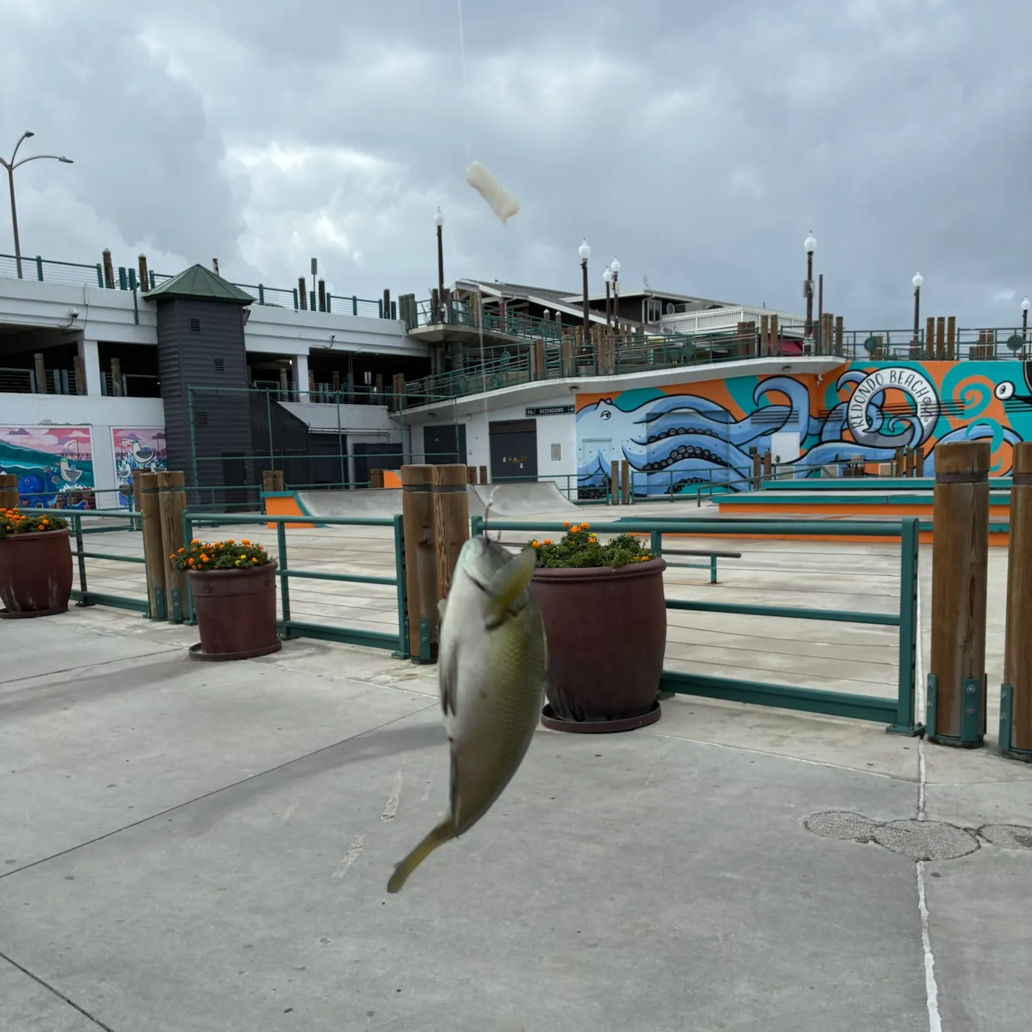 The most recent Opaleye catches on Fishbrain