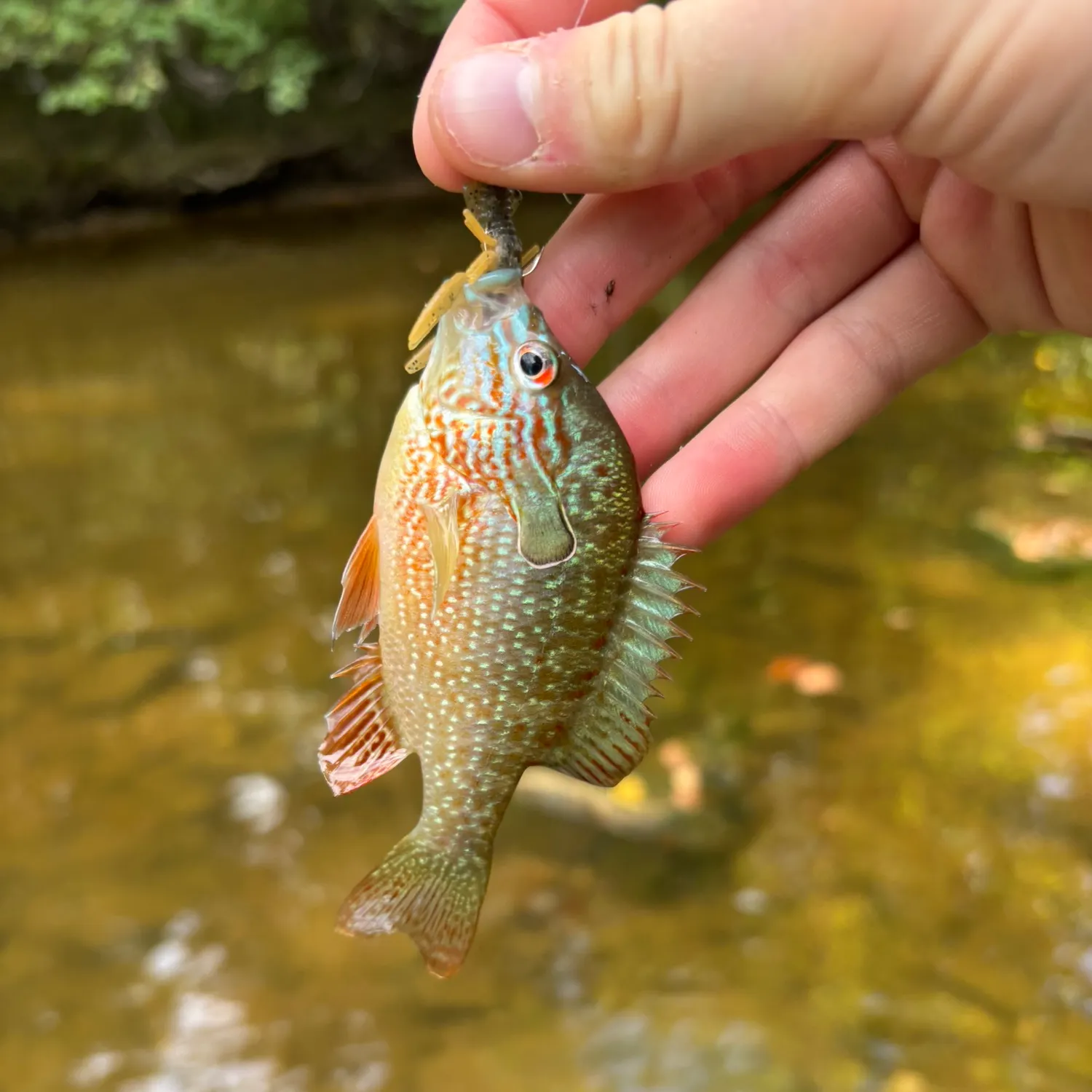 Longear sunfish caught on Fishbrain