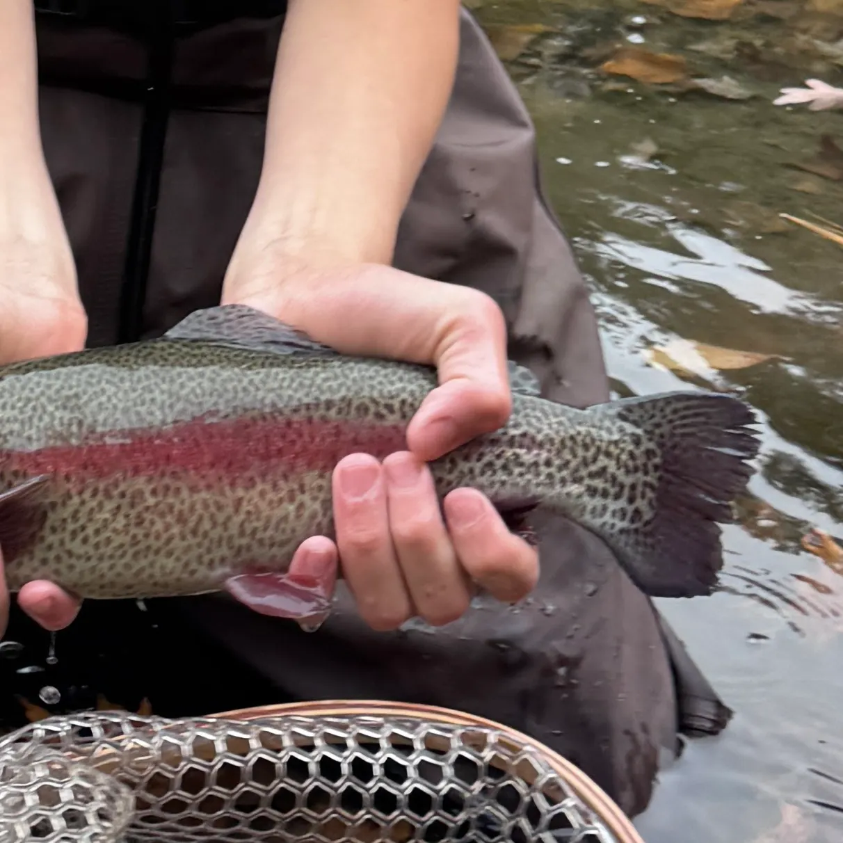 Rainbow trout caught on Fishbrain