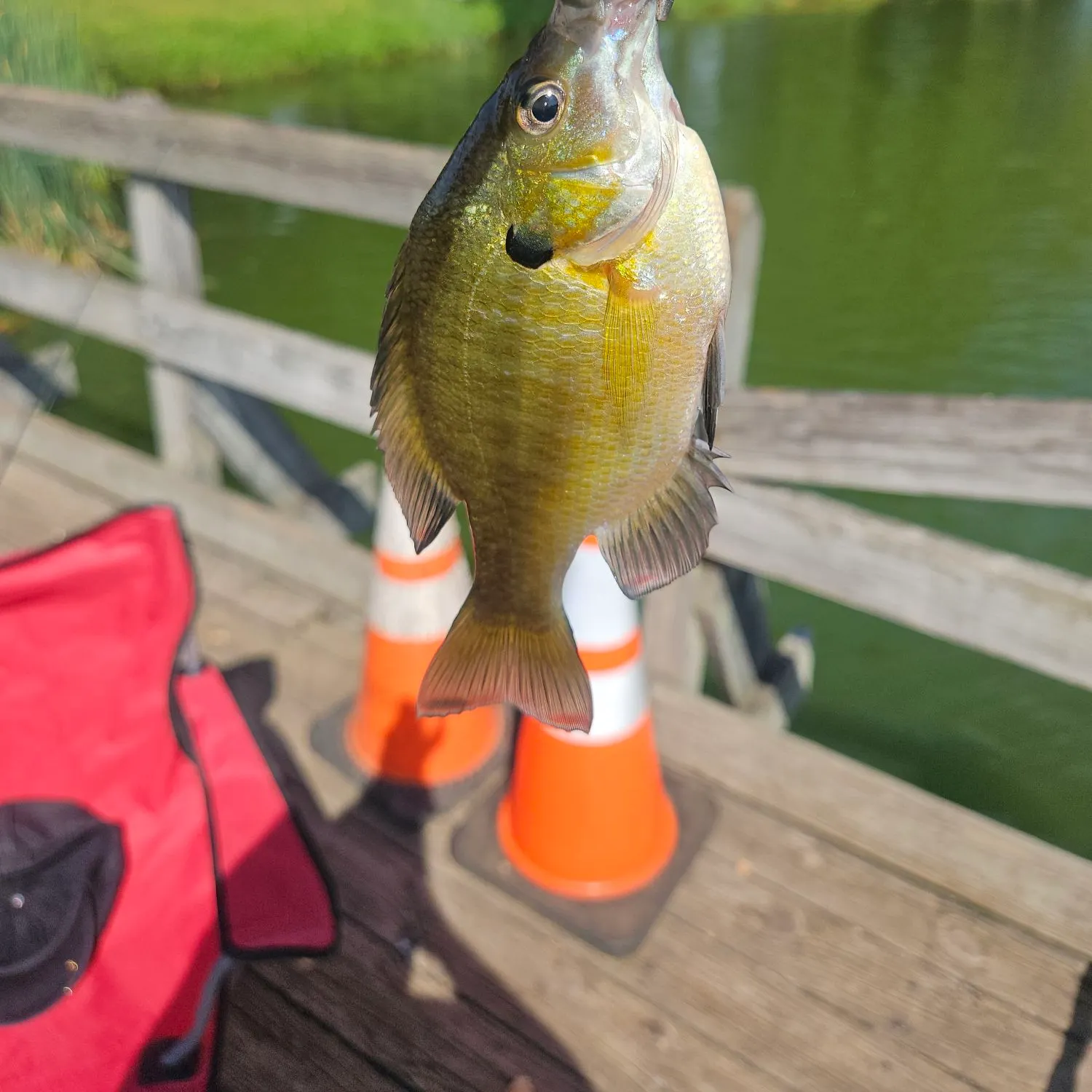 Bluegill caught on Fishbrain