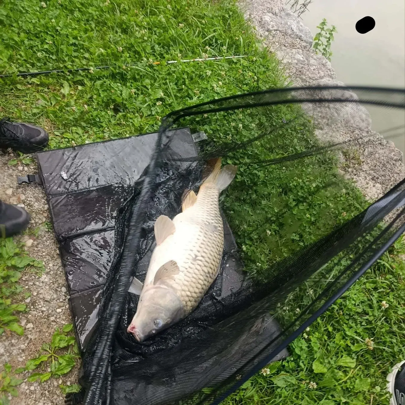 Common carp caught on Fishbrain